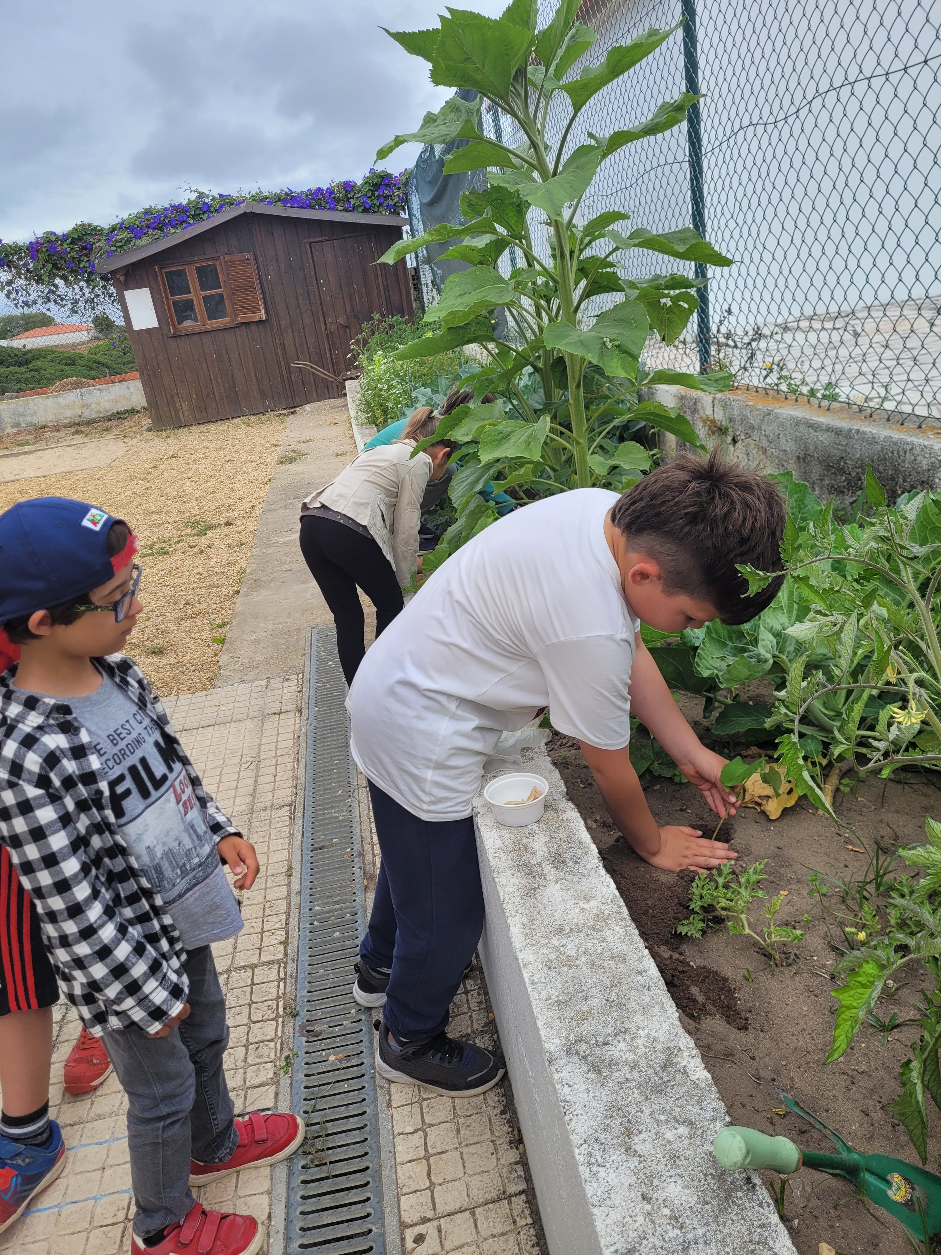 Aqui um grupo a tratar de limpara as ervinhas e foram plantar os feijoeiros após terem realizado as experiencias com o feijão que após uma semana se transformaram em pequenos feijoeiros...Este é o grupo de alunos de terceiro e segndo ano.