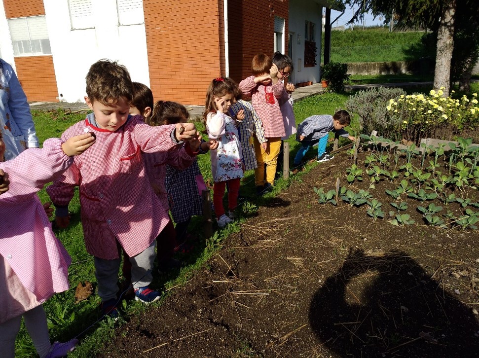 Plantação de castanhas