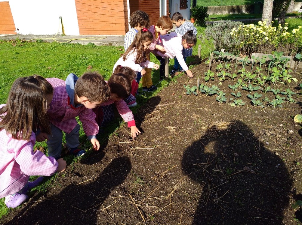 Plantação de castanhas