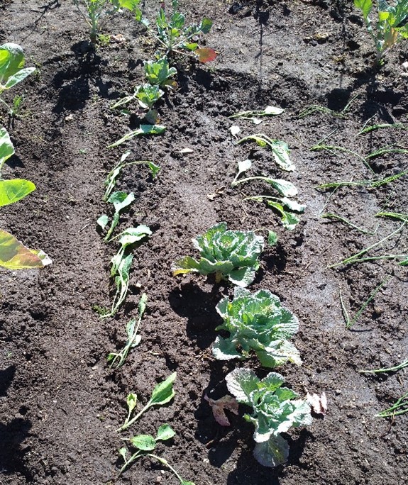 Plantando tomate, cebolo e tronchuda
