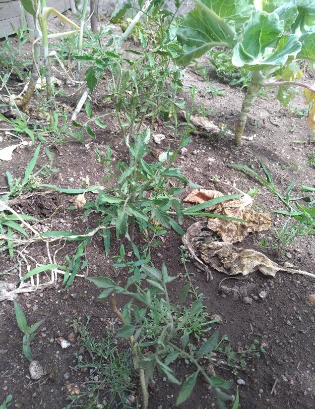 Os tomates
