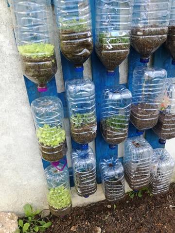 Nesta foto é possível observar que muitas sementes de legumes e de flores comestíveis, vingaram e prontas para serem transplantadas.