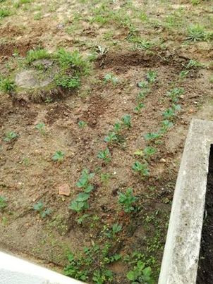 As favas começaram a despontar.