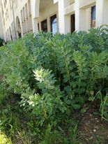 Em consequência do novo confinamento, os alunos regressaram a casa, mas a horta continuou a crescer.  Vemos nesta foto as favas a crescer.