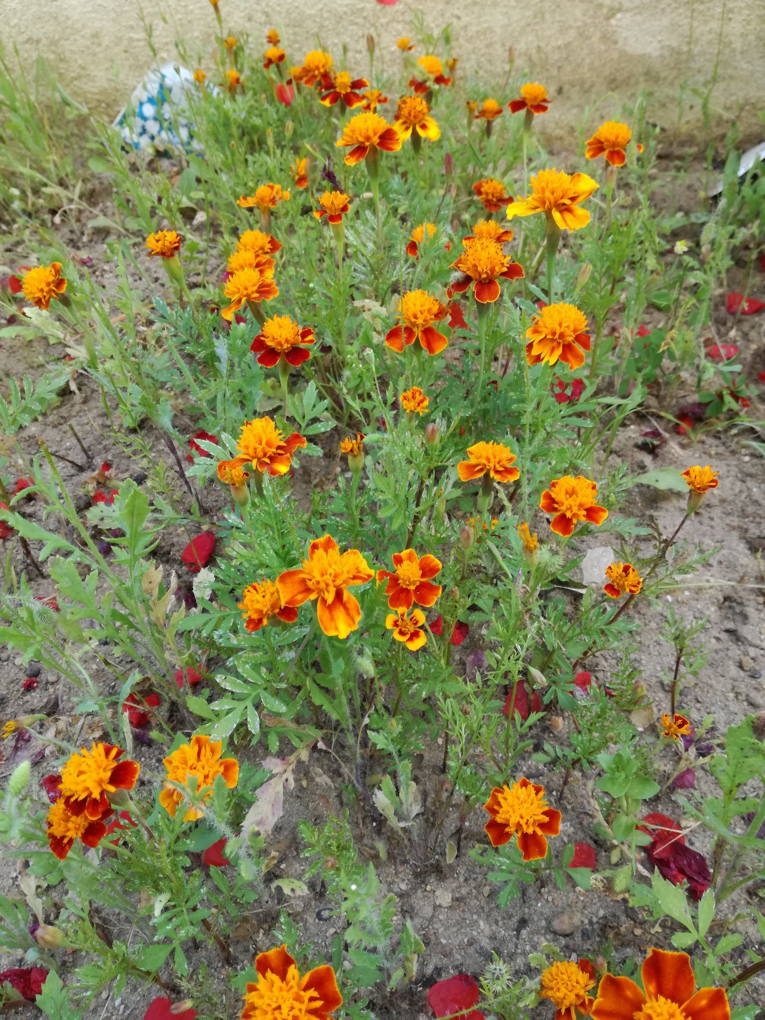 Os nosso cravos túnicos deram cor à nossa horta.