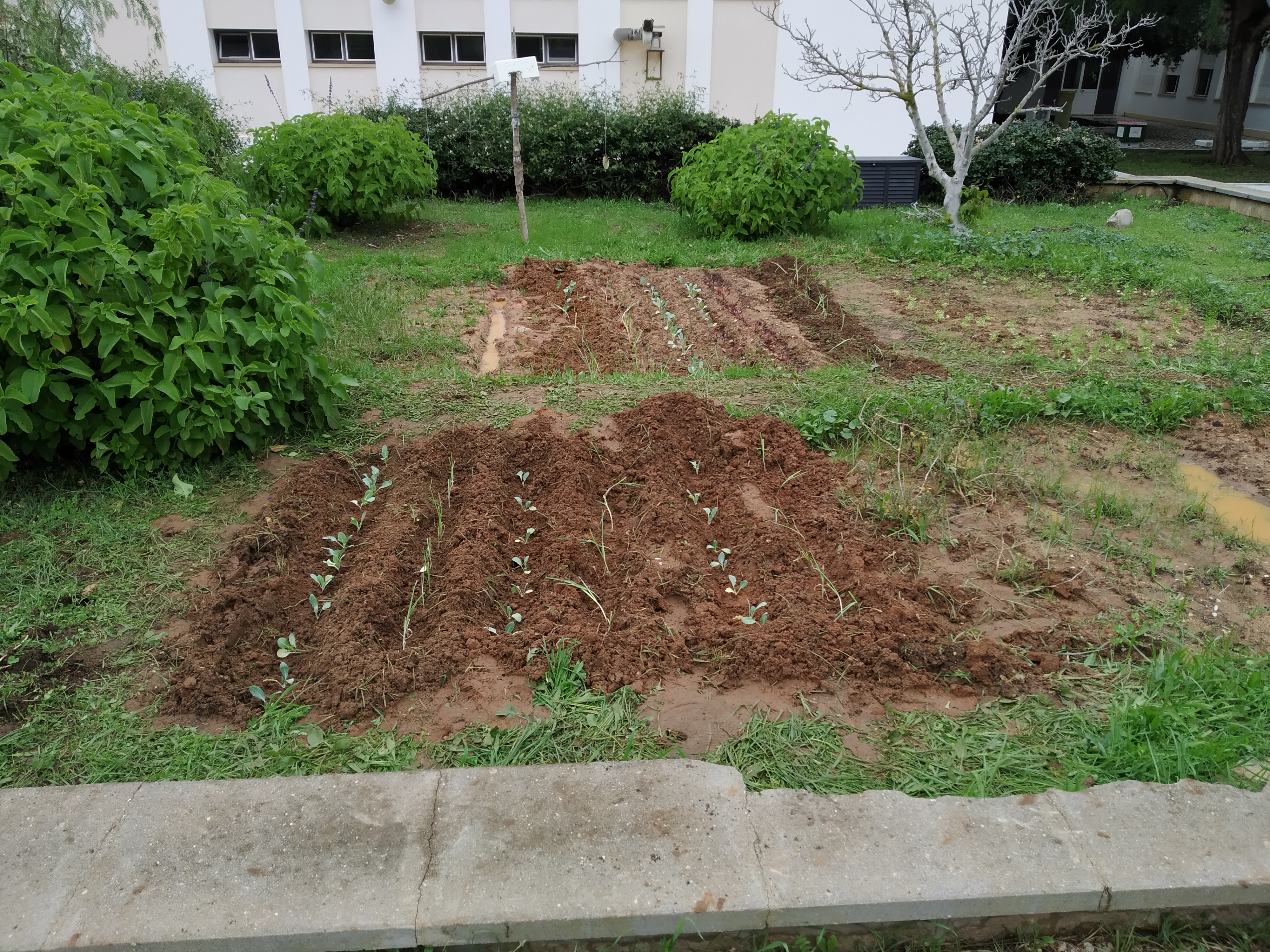 Plantação de diversos tipos de couves
