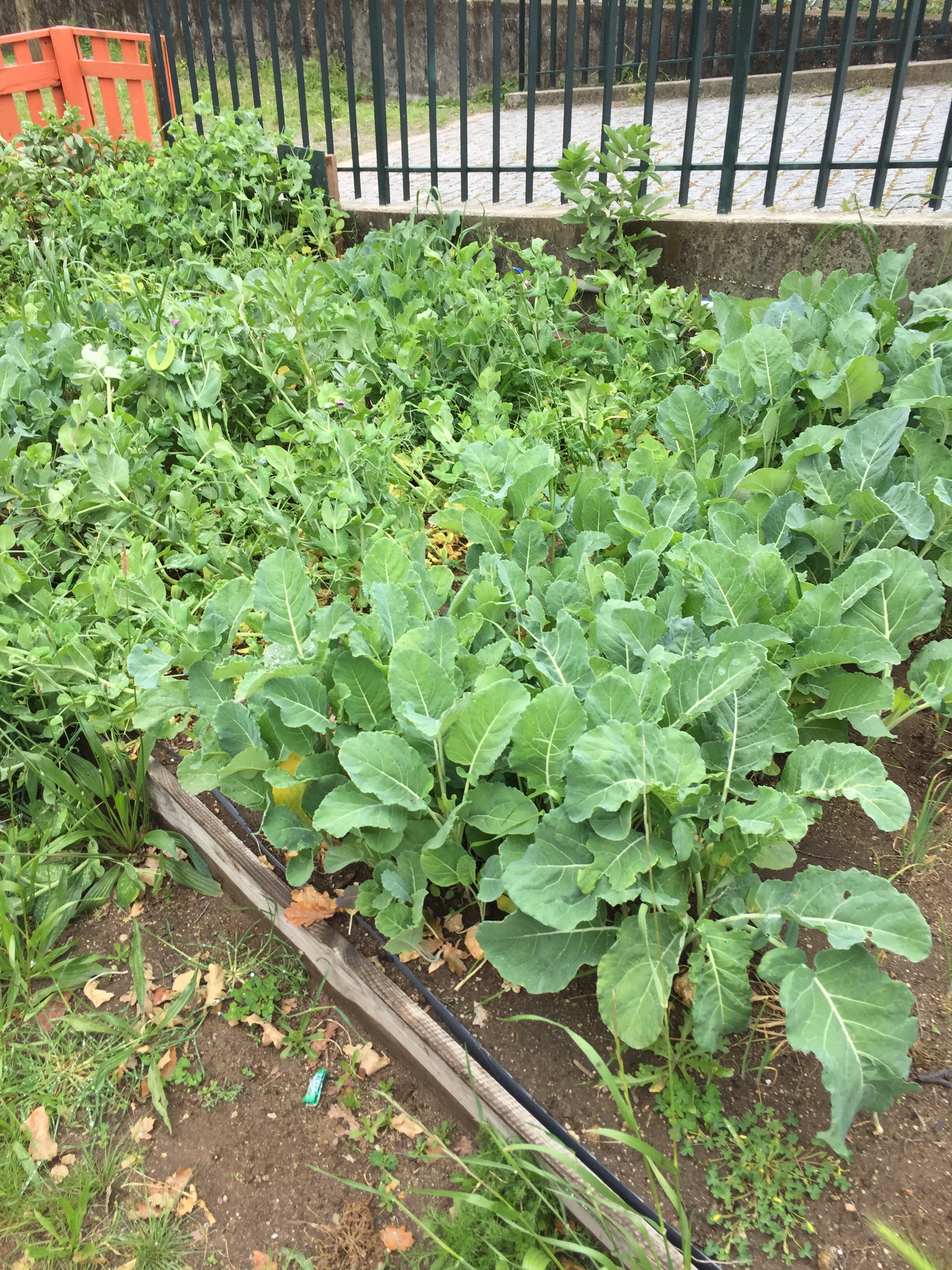 Alguns legumes...