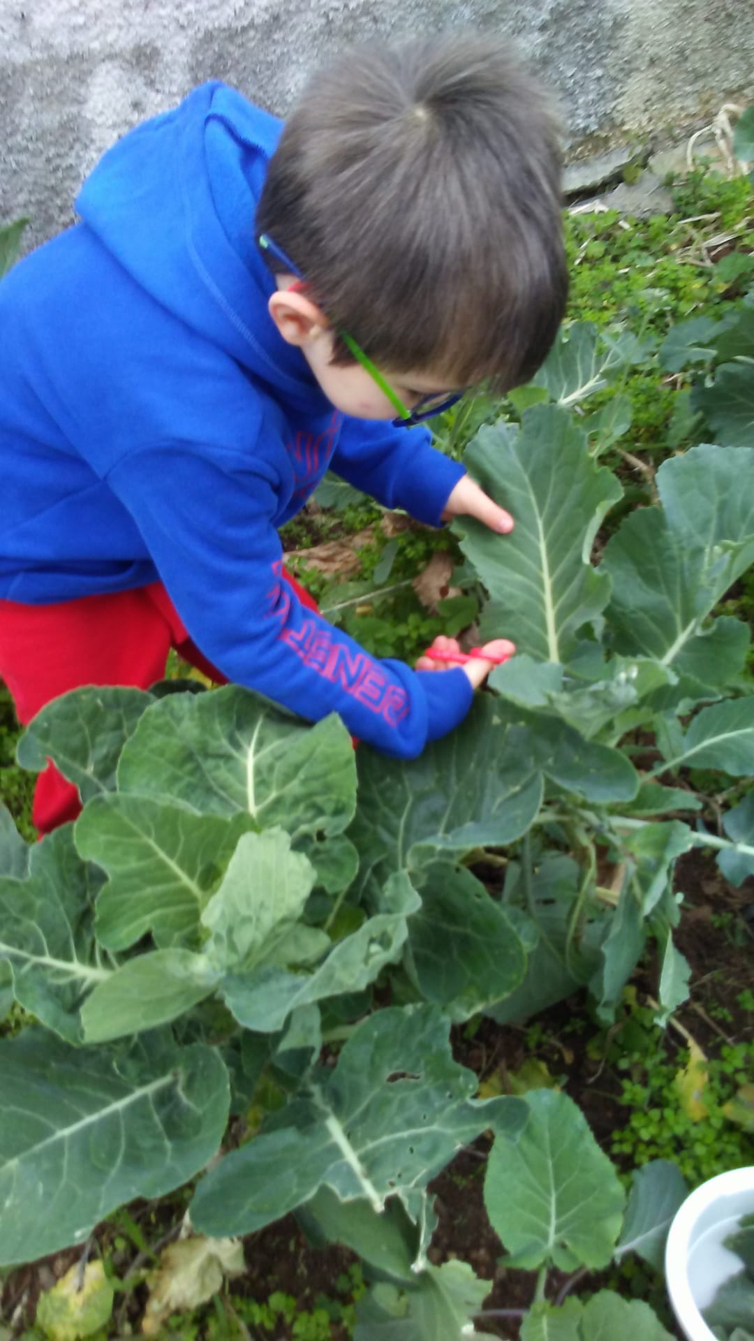 Janeiro de 2021. Alunos do Pré-Escolar colheram folhas de couve que foram posteriormente entregues aos Encarregados de Educação para confeção de sopas.