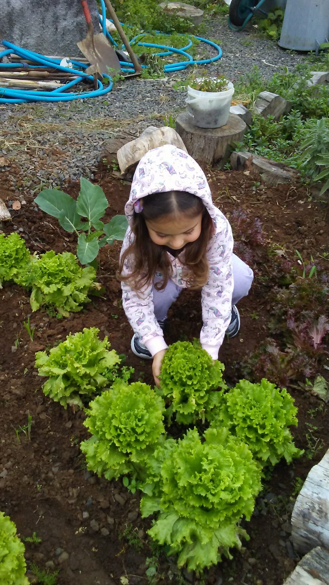 Janeiro de 2021. Alunos do Pré-Escolar a colherem alfaces para serem utilizadas de seguida na cantina  da escola na confeção de uma refeição saudável.