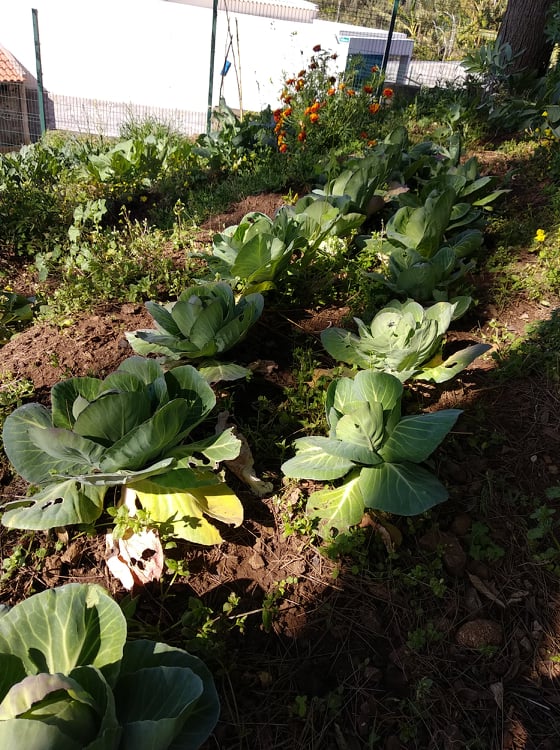 Pormenor de uma parte da cultura de couves no polo da Escola do Galeão. Foto de início de março. Legumes produzidos de forma biológica. As couves foram entregues aos alunos para a confeção de pratos saudáveis com a colaboração dos Encarregados de Educação