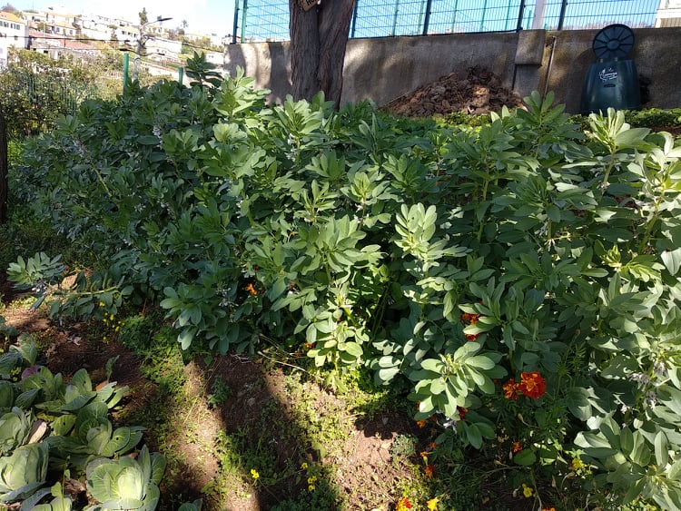 Cultura de feijão verde no polo da Escola do Galeão. Foto de início de março. Legumes produzidos de forma biológica. O Feijão verde foi colhido e entregue aos alunos para a confeção de pratos saudáveis com a colaboração dos Encarregados de Educação.