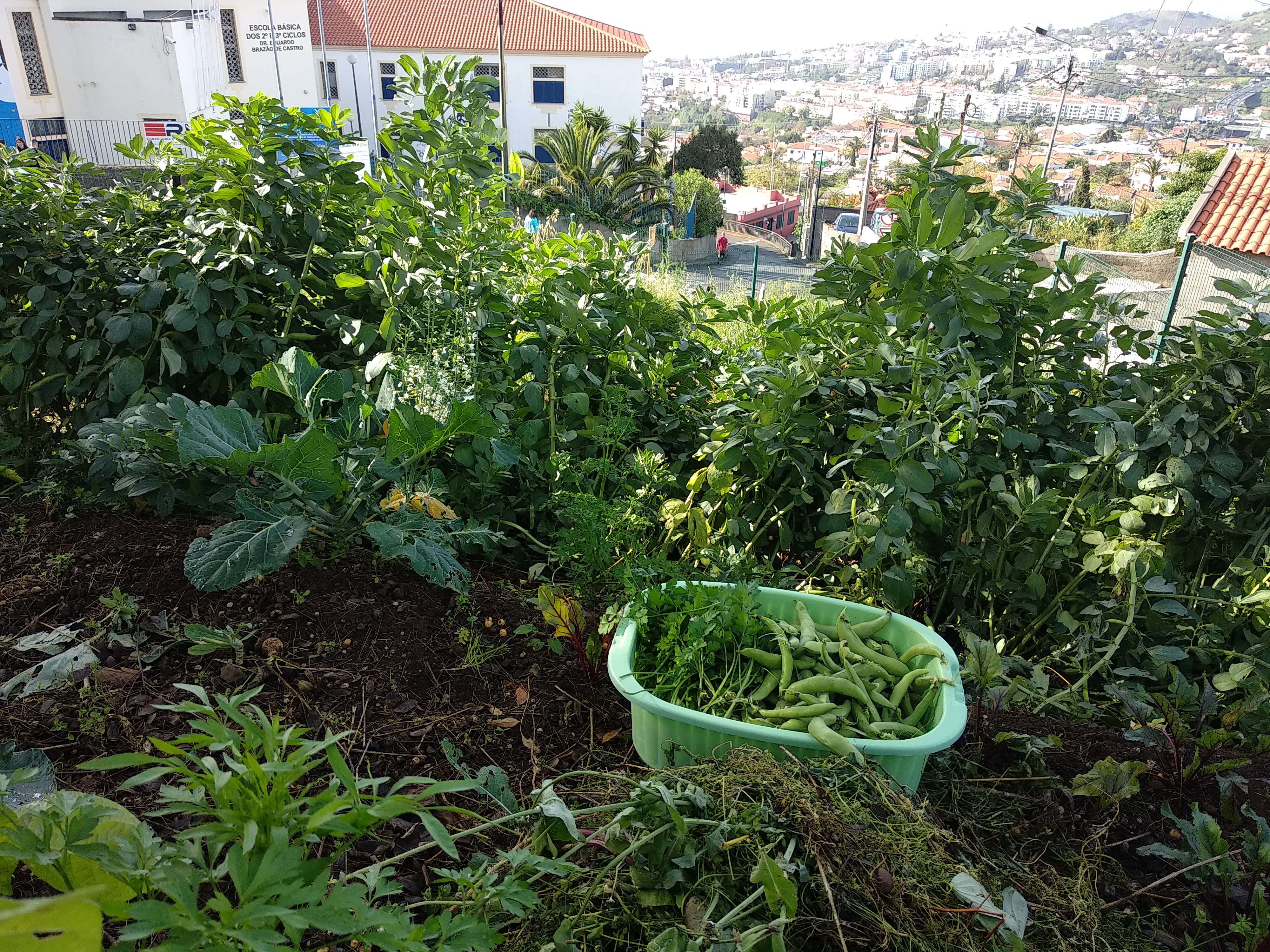 Colheita de favas na horta.