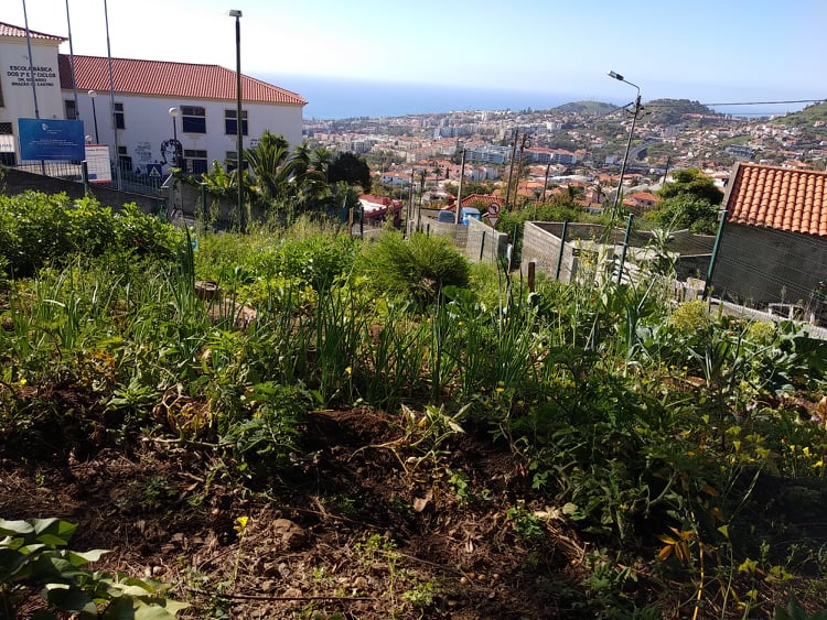 Vista panorâmica da horta. final do ano será limpa, para o terreno fazer pousio nos meses de  verão.