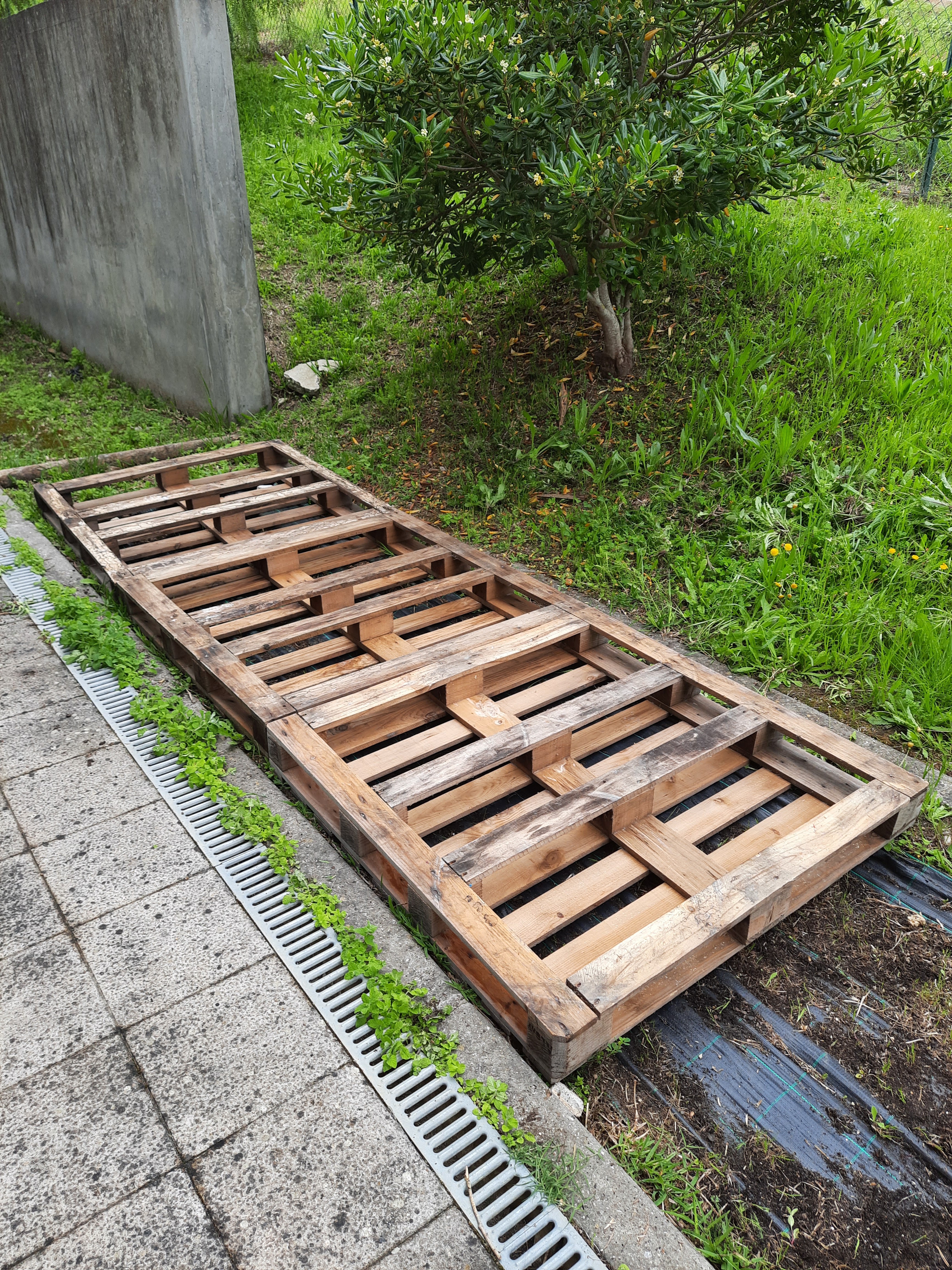 Colocação das paletes de madeira no local escolhido após limpeza do terreno.