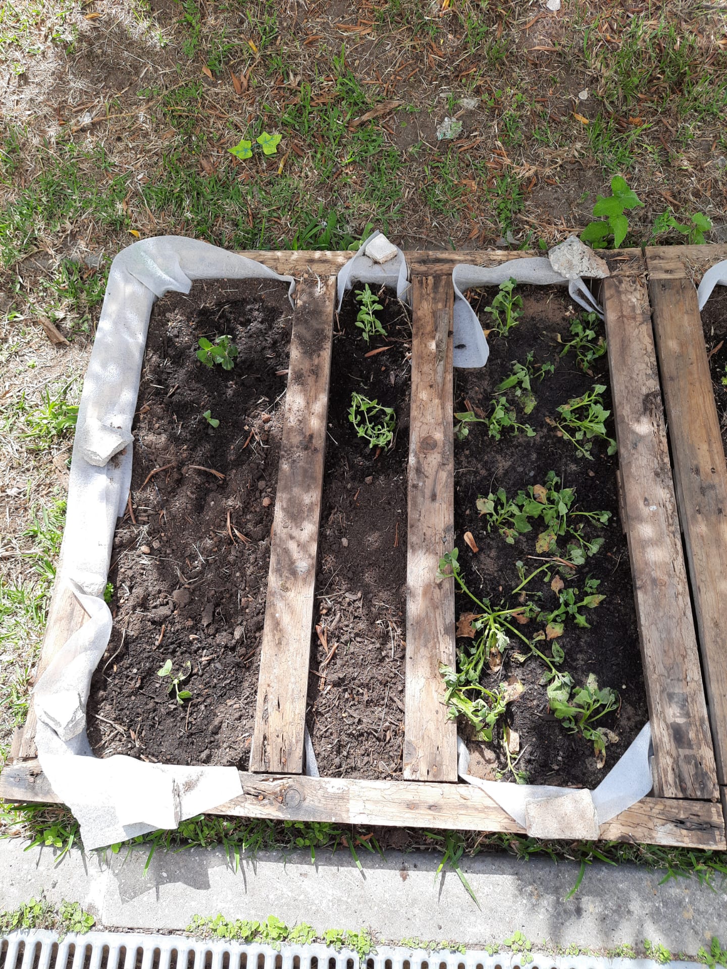 Imagens das plantas colocadas na horta e identificadas com pauzinhos de gelado.