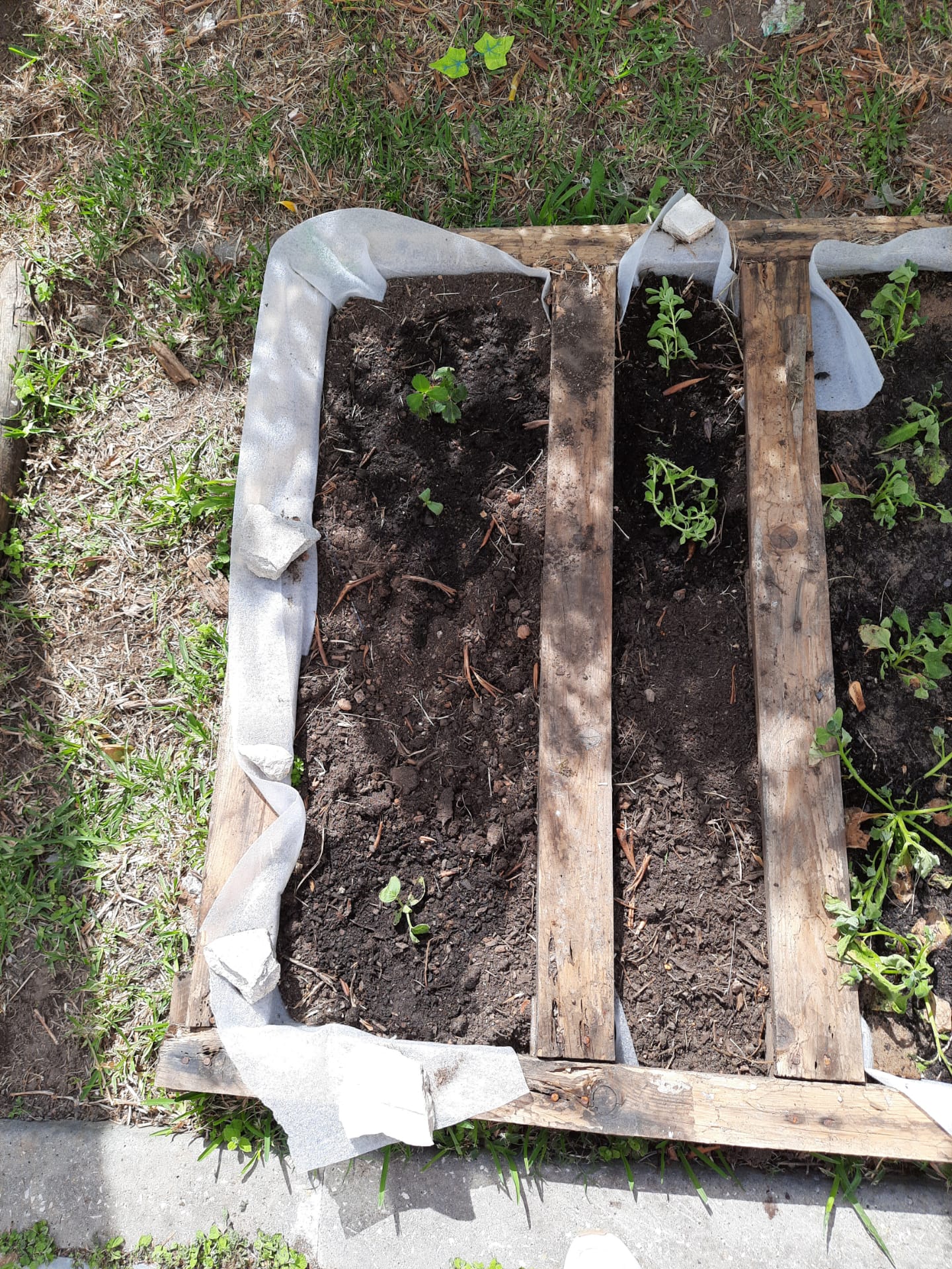 Imagens das plantas colocadas na horta e identificadas com pauzinhos de gelado.
