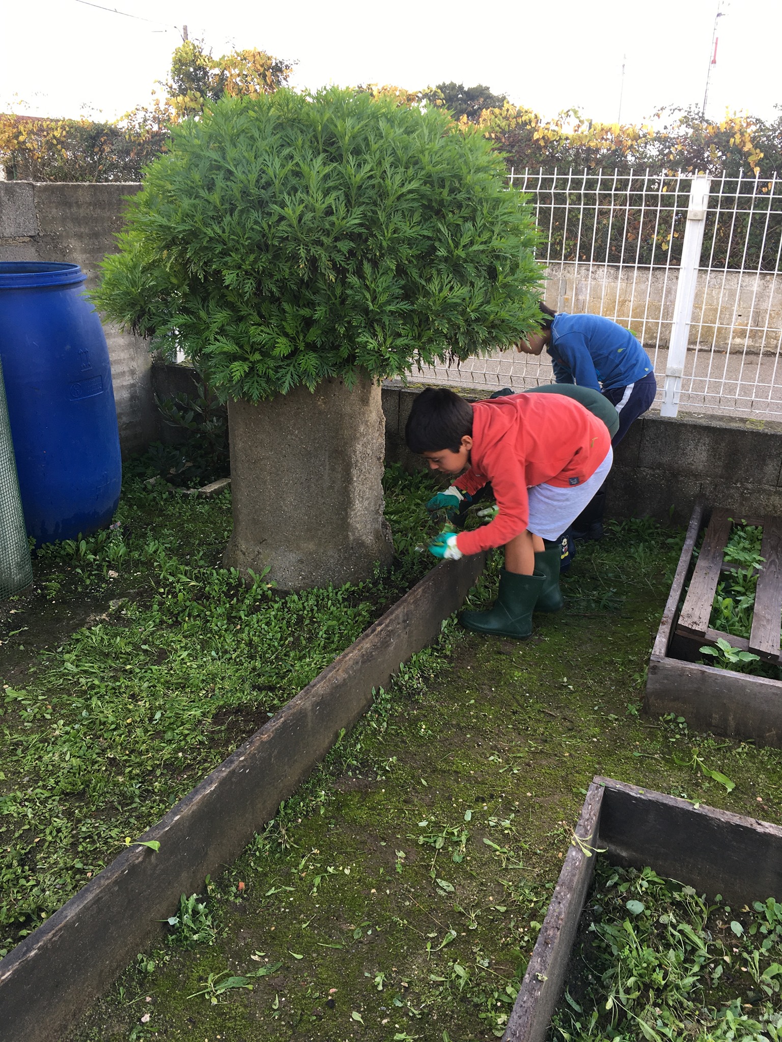 Projeto Pais Tutores: preparação da horta para canteiro de ervas aromáticas