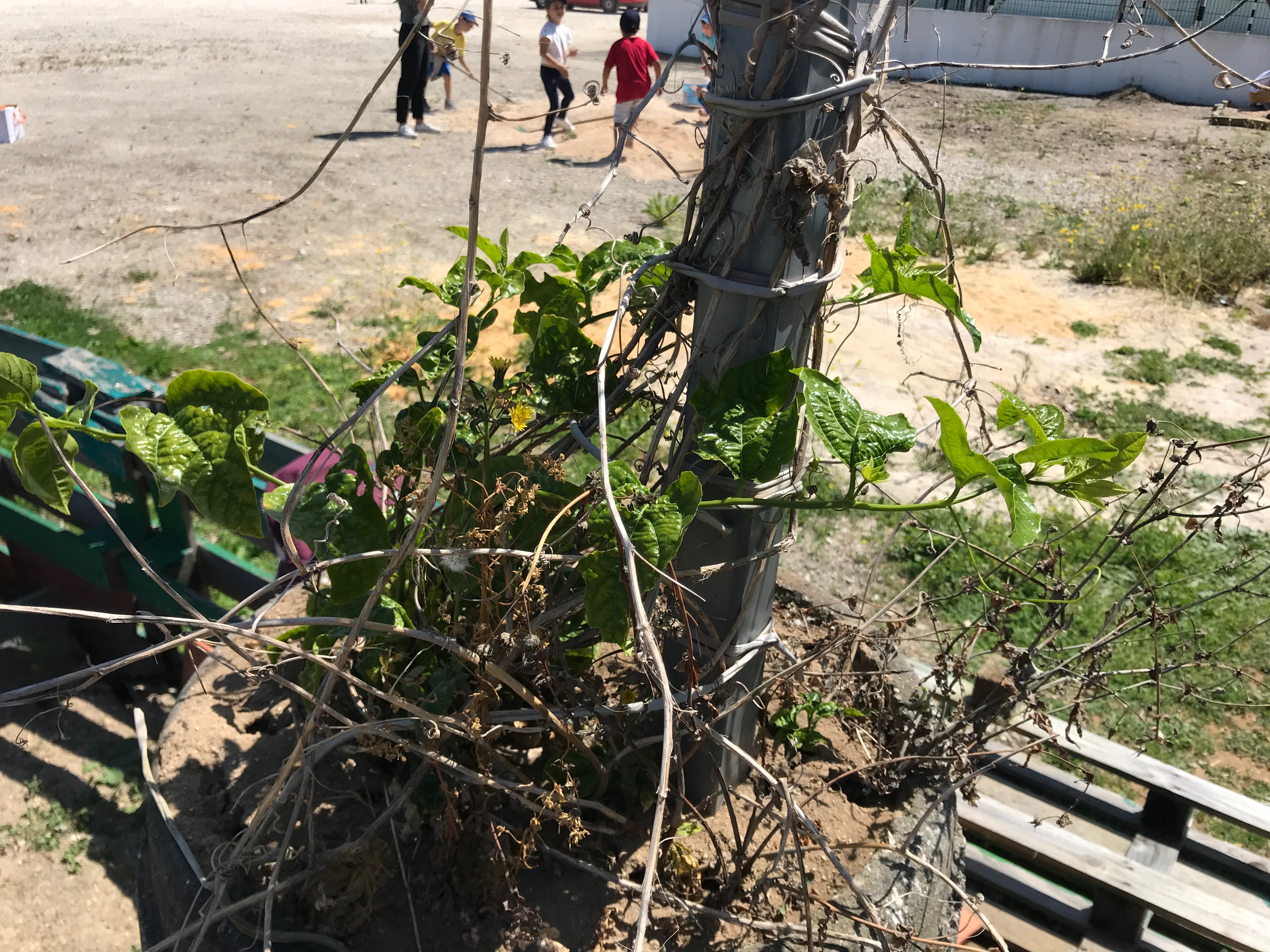 Plantação maracujá