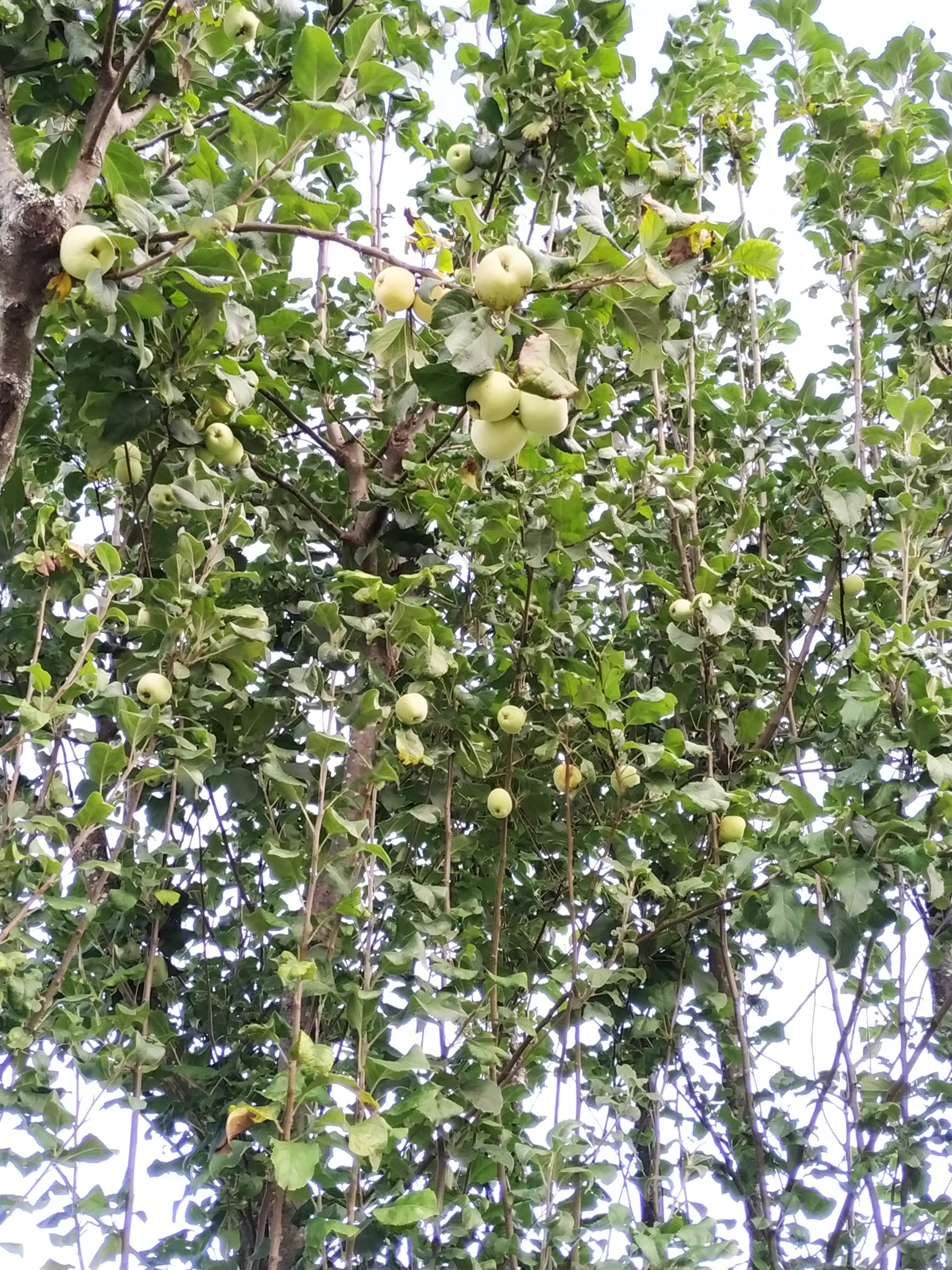 Macieiras da Horta, sem nenhum produto químico utilizado.