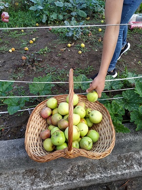 Colheita feita por alunos de várias turmas. Utilizando recipientes sustentáveis (cestas de vime, típicas do nosso concelho e caixas de cartão).