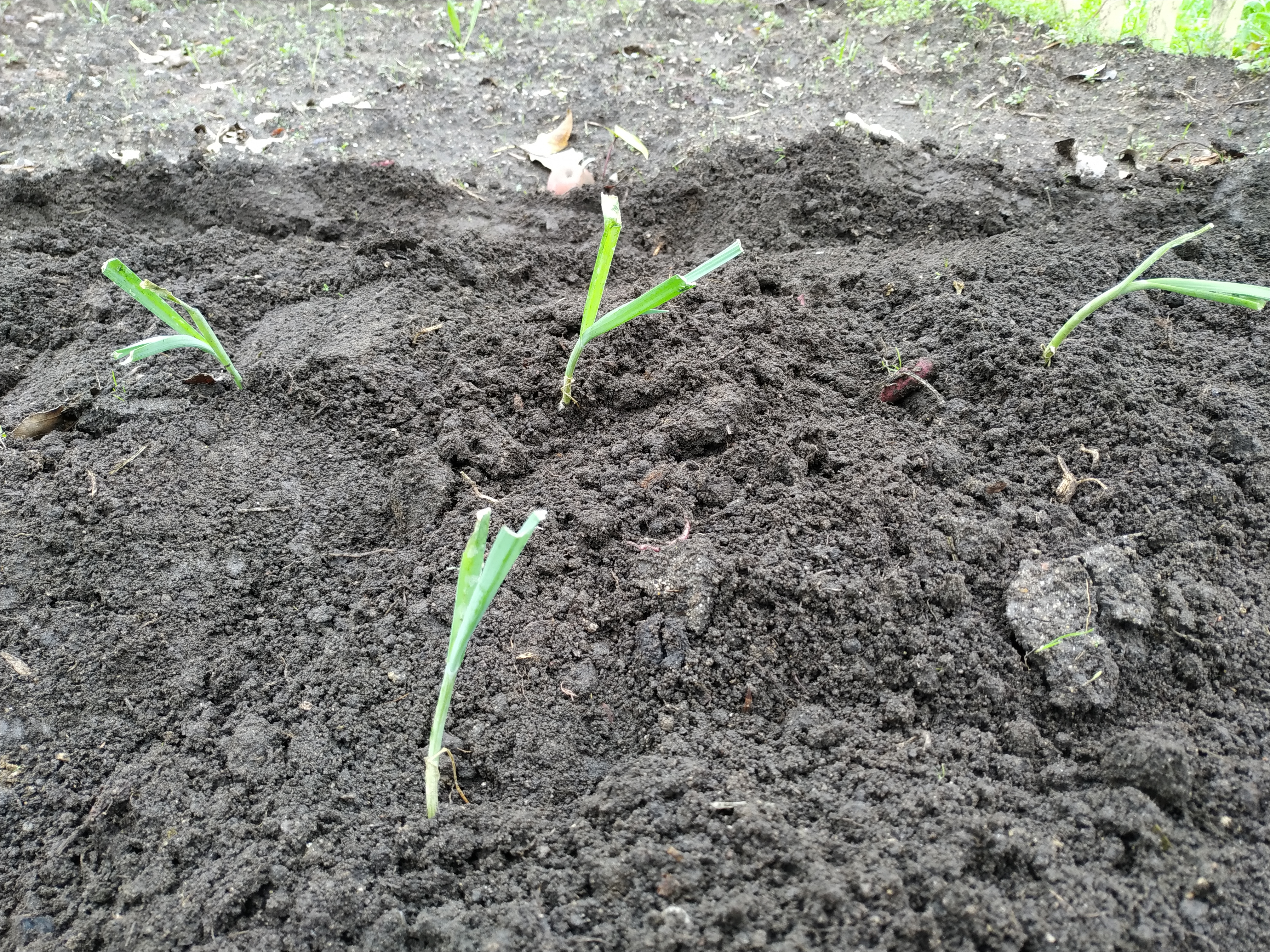 Plantação de hortícolas.