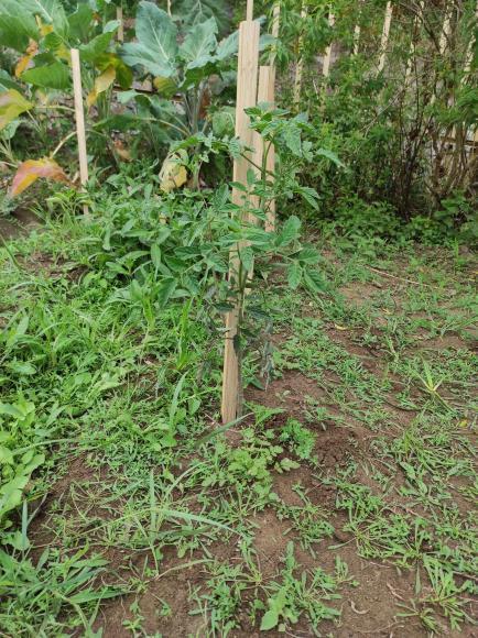 Colocação de estacas de madeira em culturas sazonais (Tomates e Pimentos).