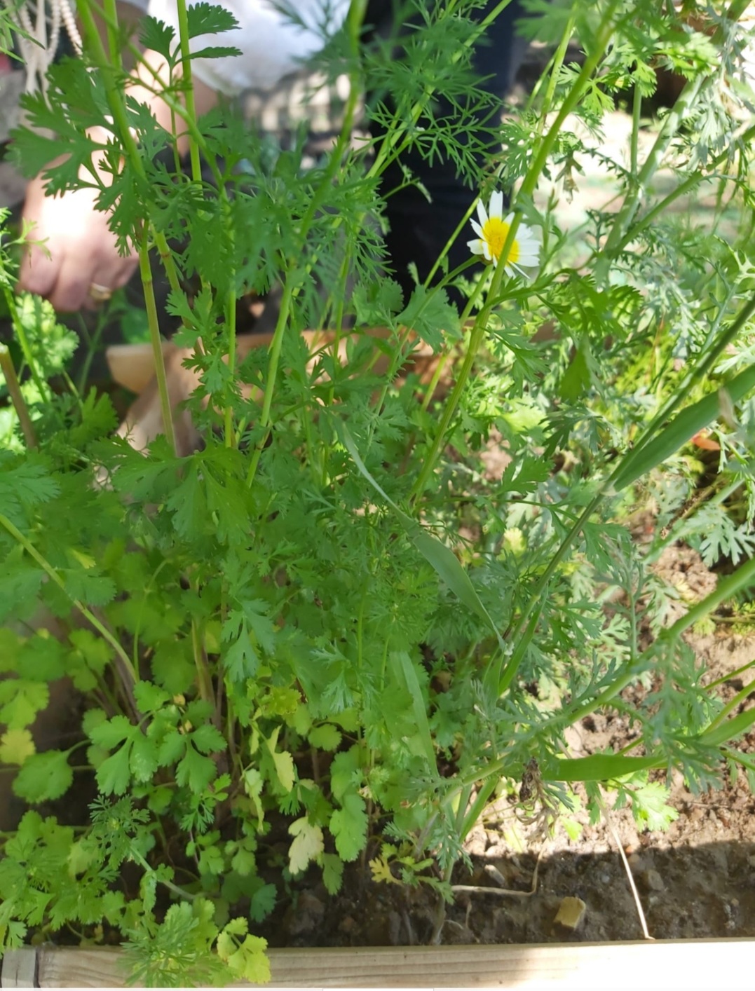 As nossas ervas aromáticas 1