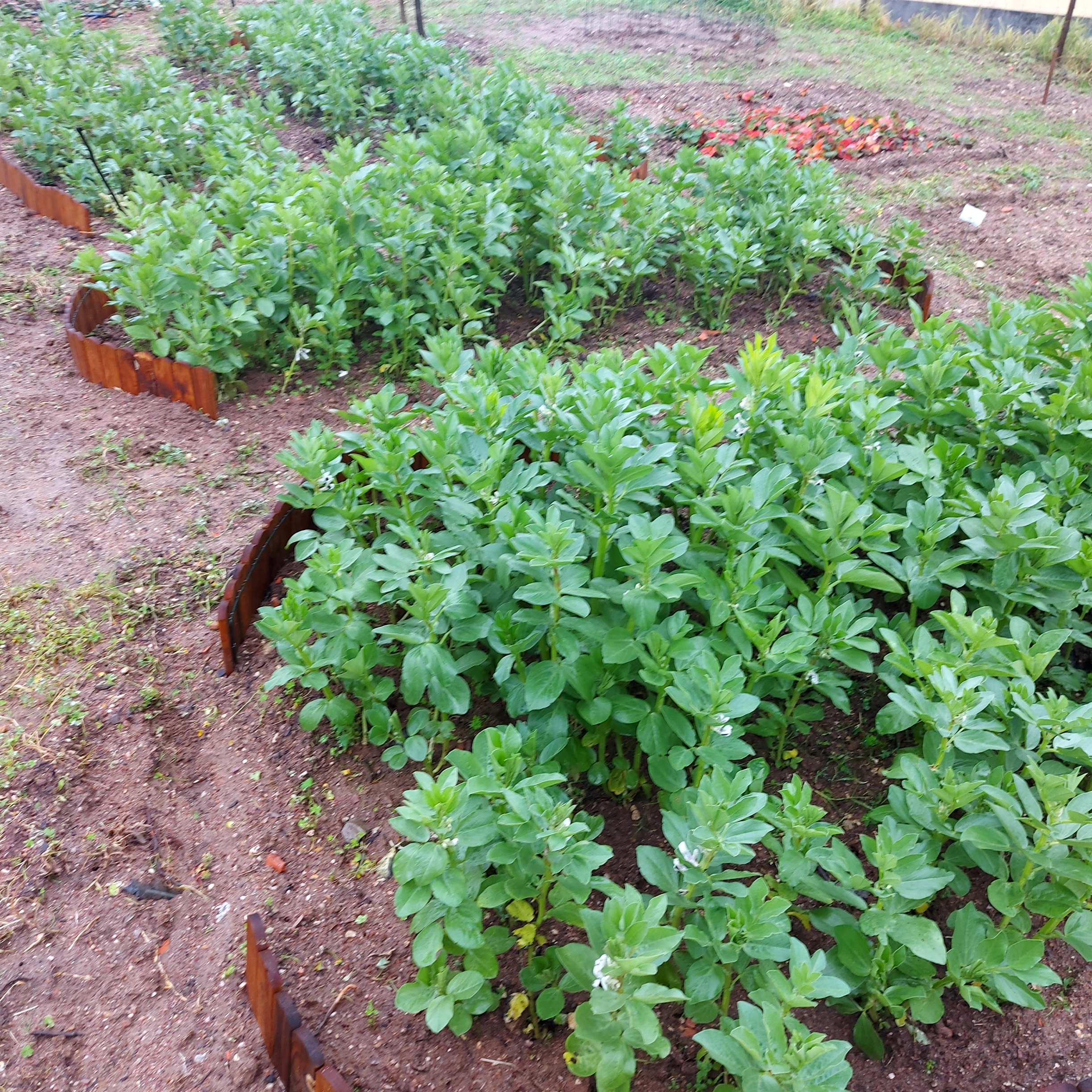 Plantação de favas - crescimento a 21 de janeiro