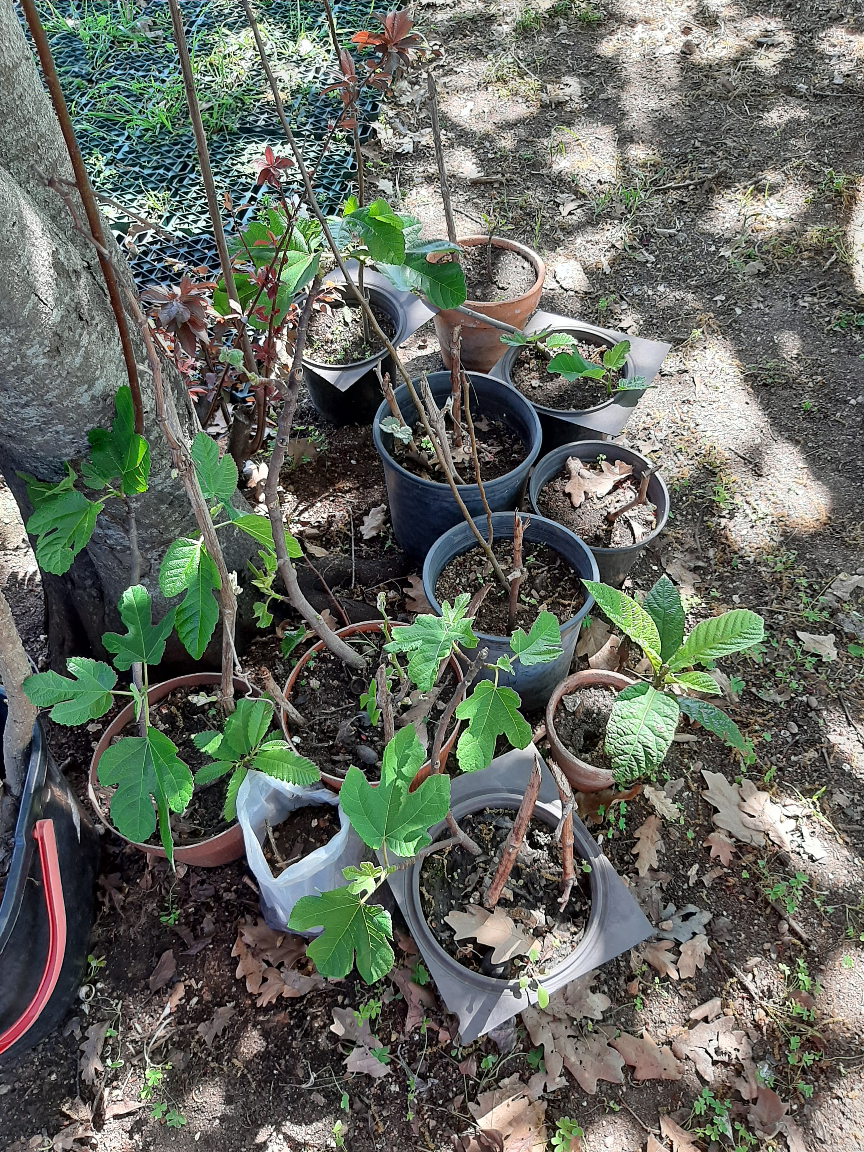 Algumas das plantas em viveiro para posterior plantação no espaço da horta.