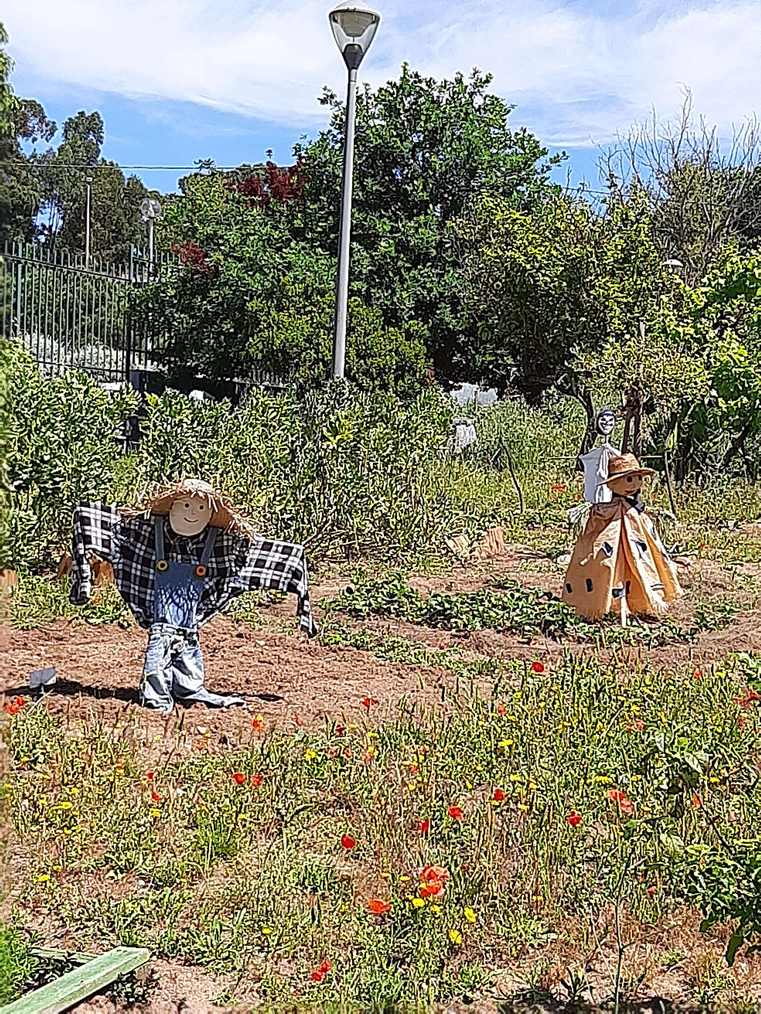 Colocação de espantalhos na horta.