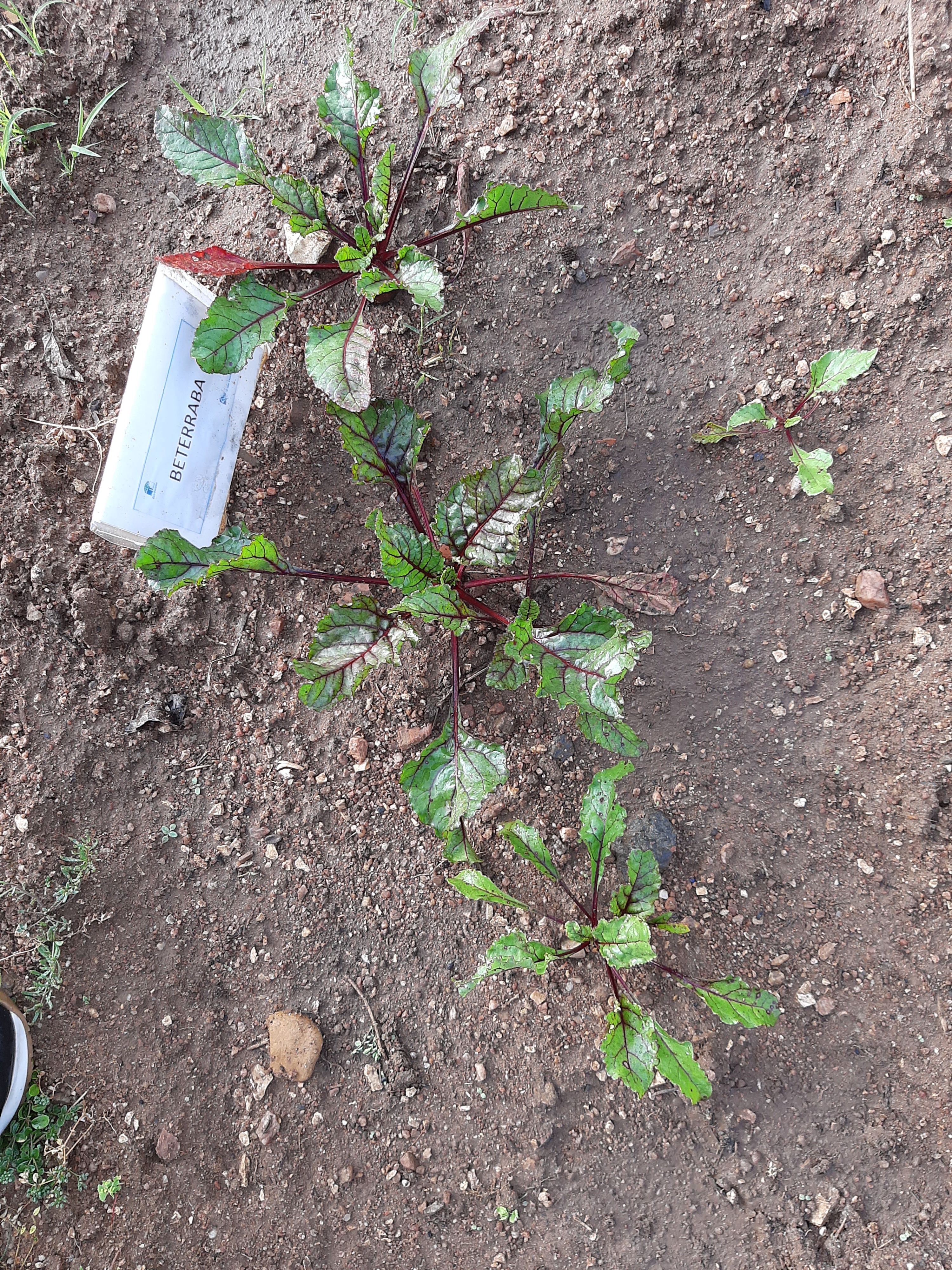 plantação de beterraba