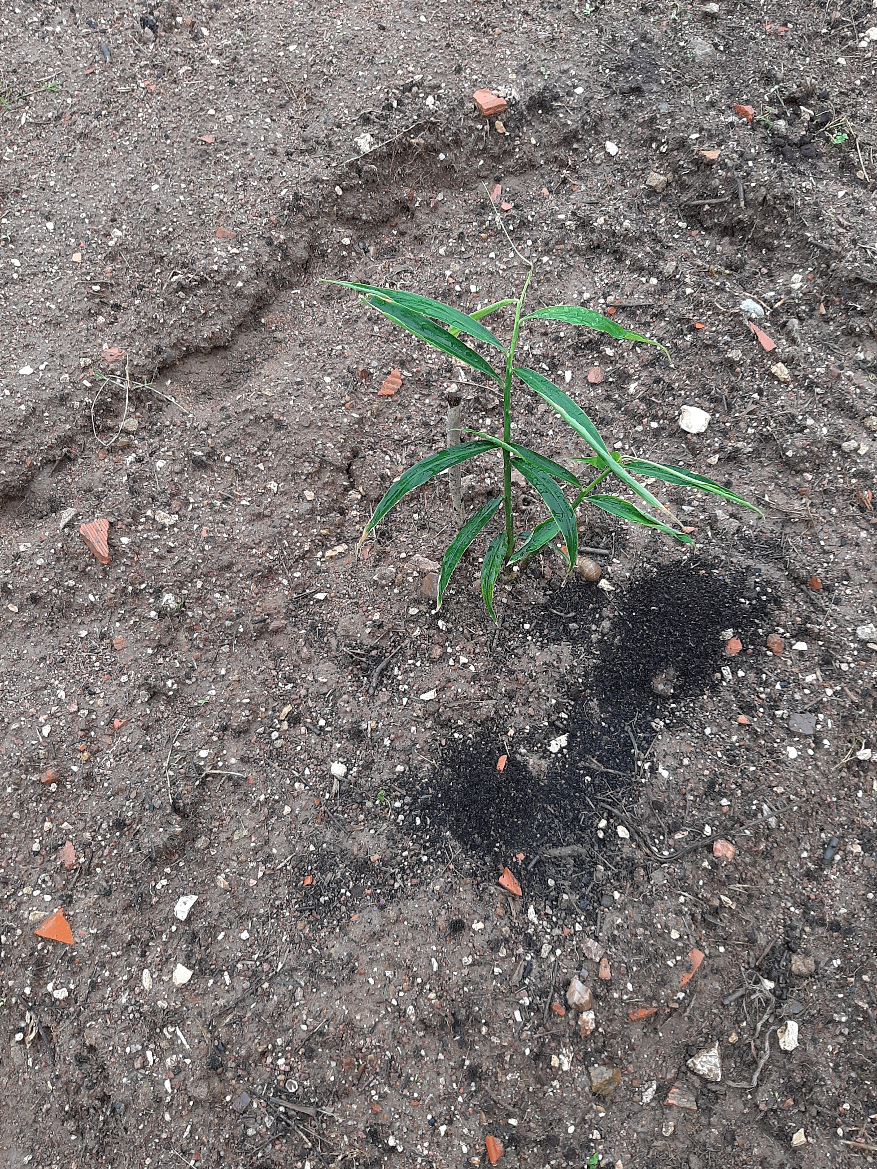 experiência de plantação de gengibre.