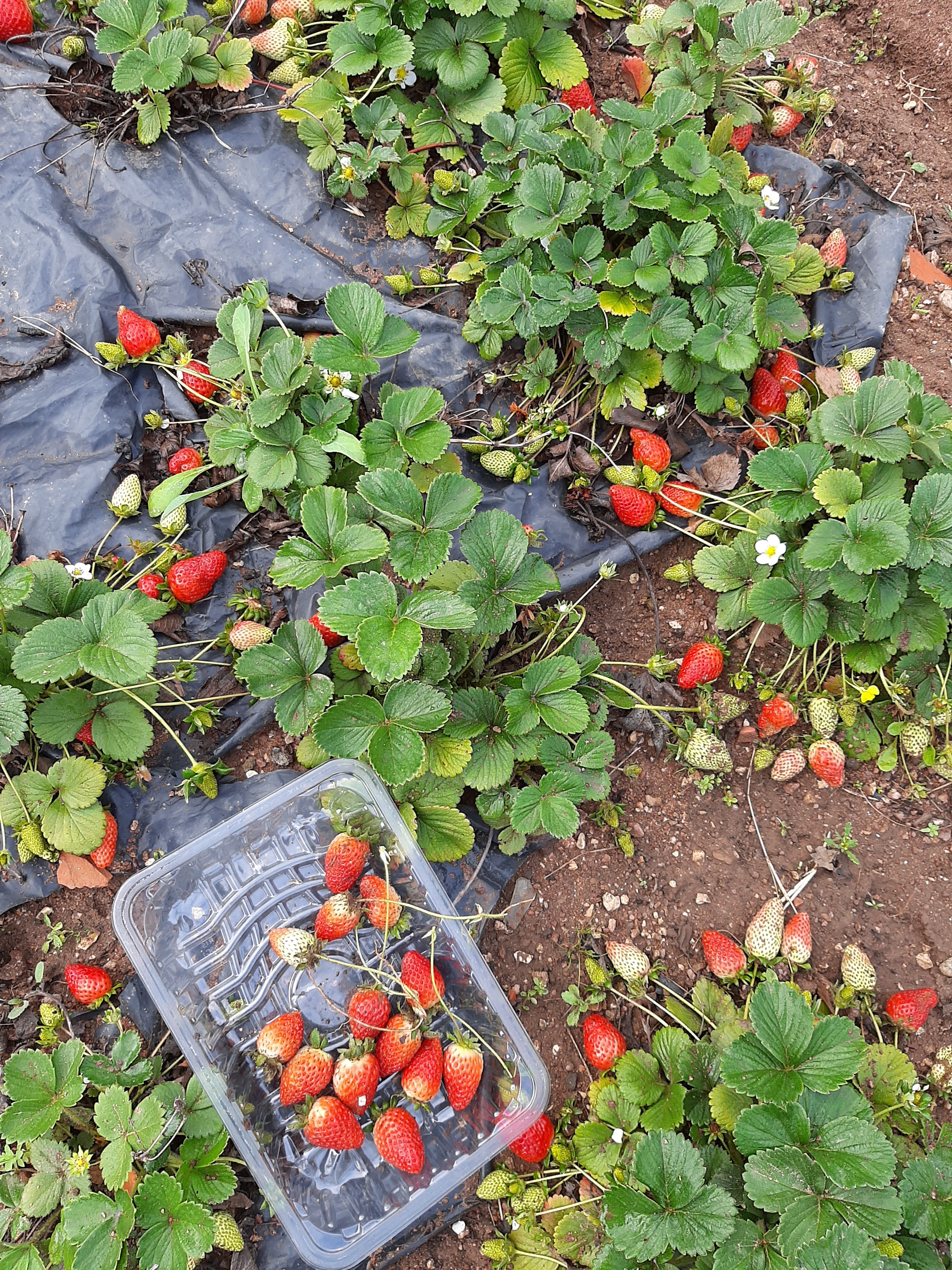 plantação e colheita de morangos