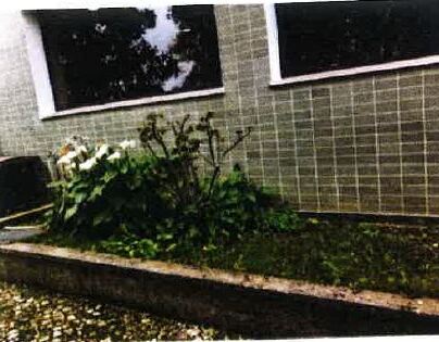Canteiro das Ervas aromáticas da Eco-Escola ESEL (fase 1) - canteiro situado na parte lateral do refeitório da ESEL no edifício da residência dos estudantes. Tem ervas, uma roseira e um molho de jarros brancos.