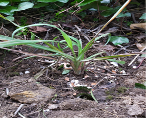 Terreno na etapa II- Colocação das plantas - detalhe da planta "erva príncipe" com matéria orgânica (cascas de ovos) no espaço à volta do canteiro