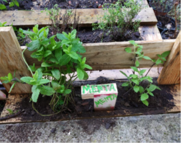 Terreno na etapa II- Colocação das plantas - o pormenor da hortelã