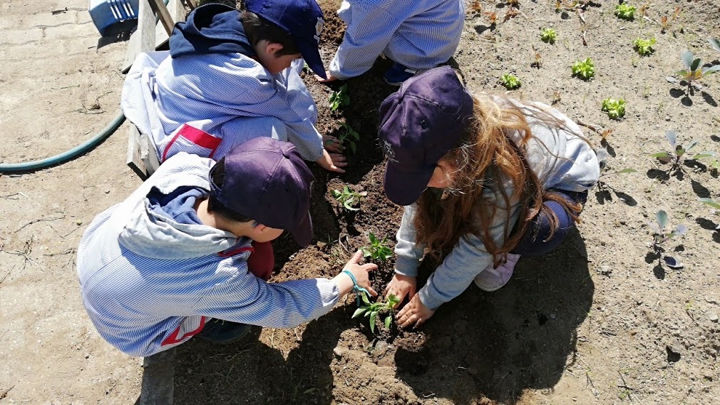 Plantar:
As crianças plantaram pimenteiros para serem usados na cantina da escola.