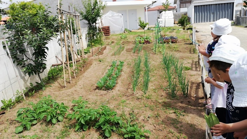 Crescimento:
Observação do crescimento das plantações.