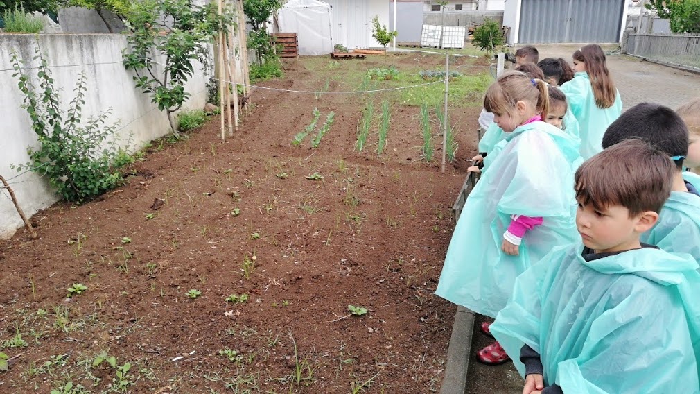 Crescimento:
As batatas começaram a germinar.