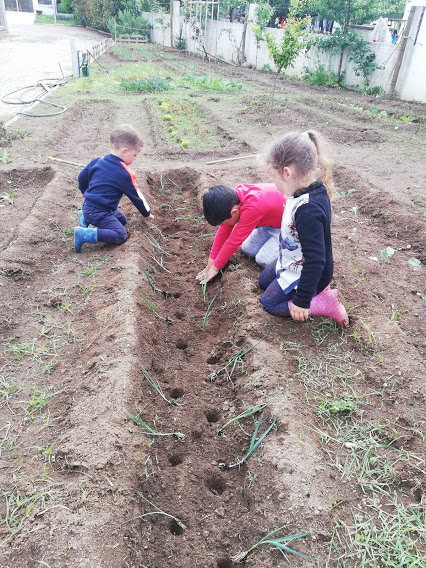 Novas plantações:
As crianças plantaram alho francês para ser utilizado na sopa.