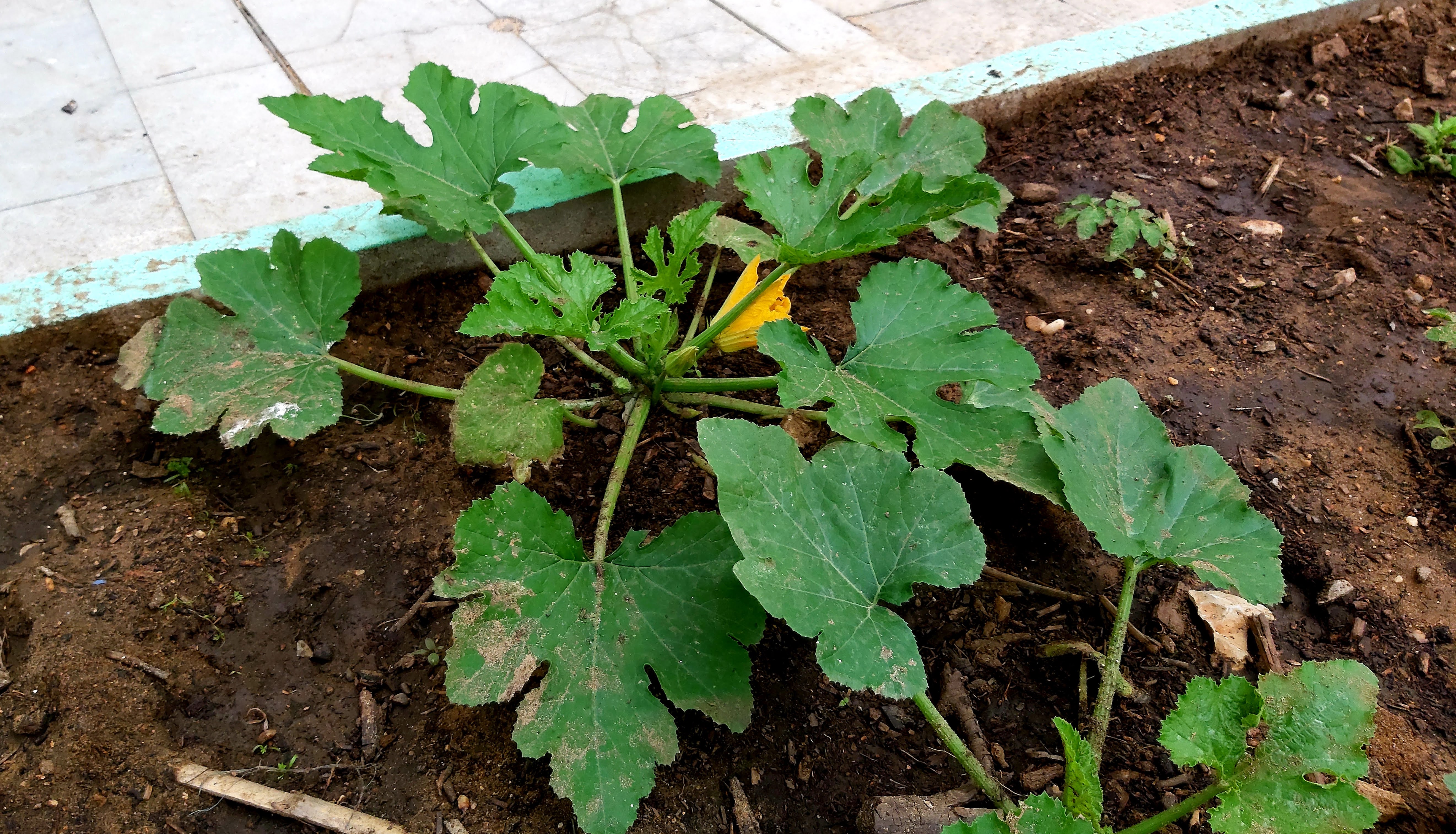 Primeiros tomates-cherry