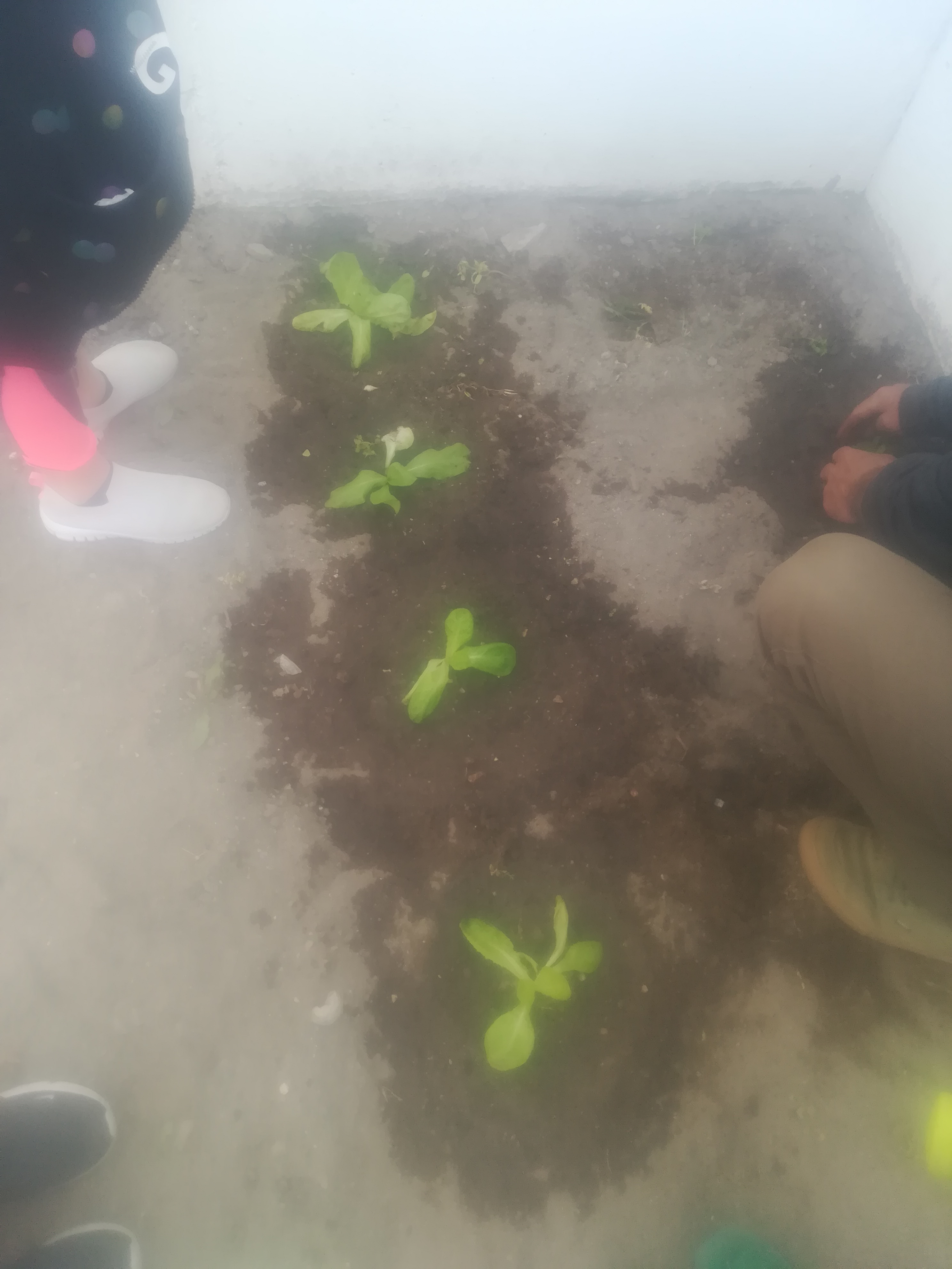 Plantação das alfaces.