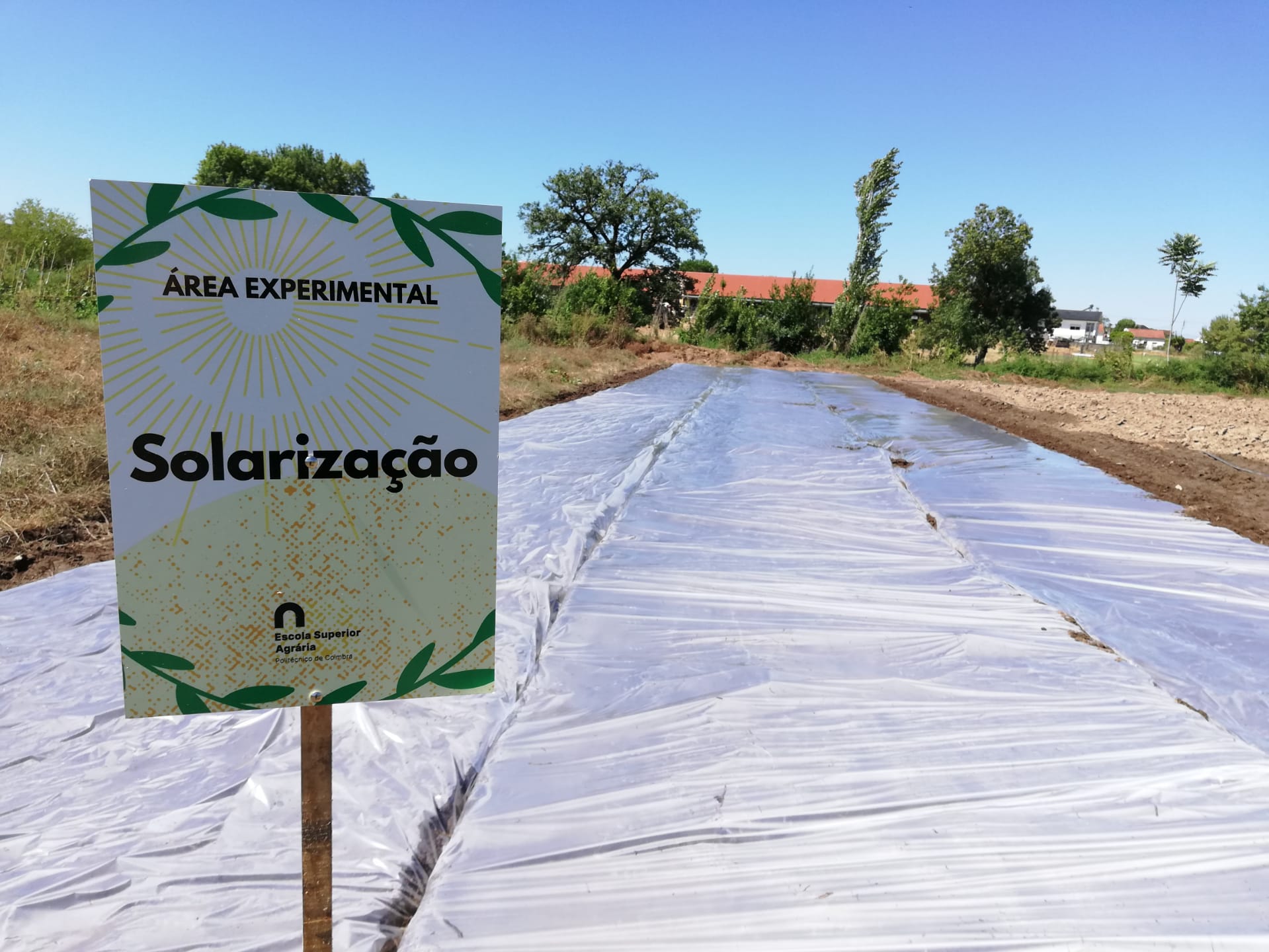 Solarização
