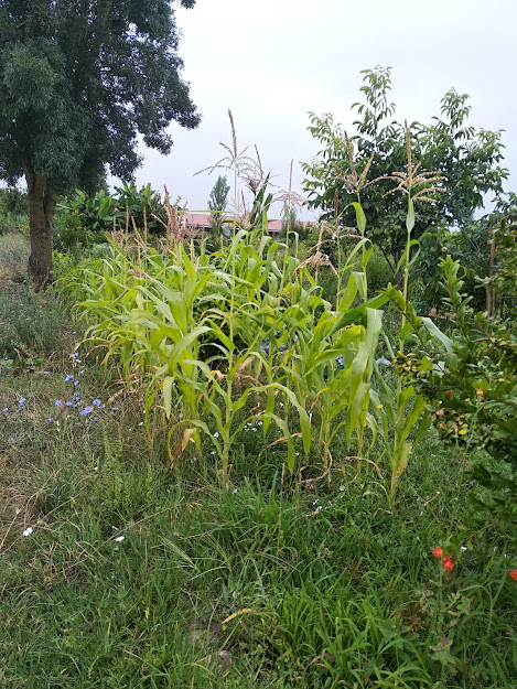 Agricultura Sintrópica