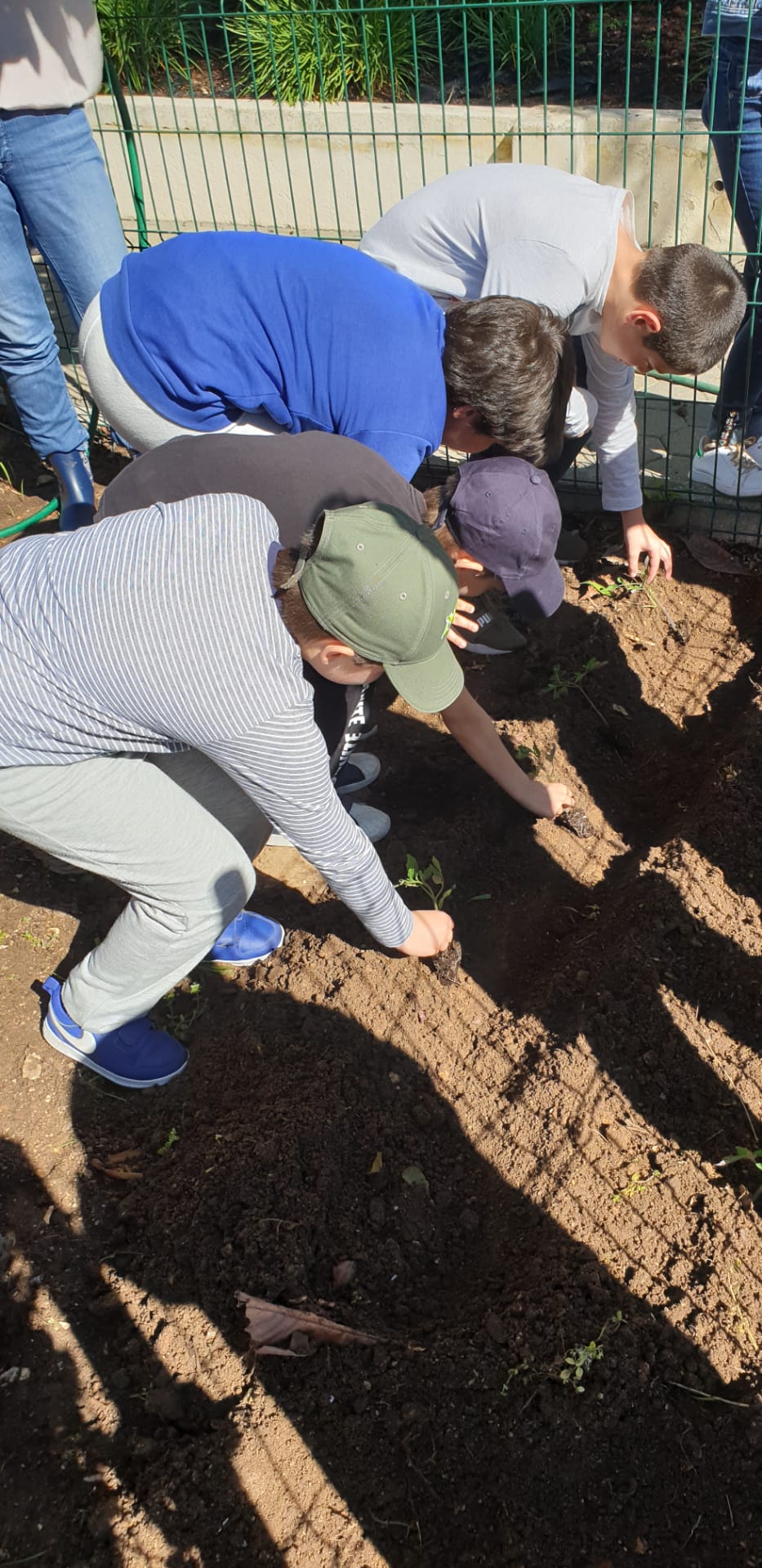 Plantação de tomateiros na horta horizontal, pelos alunos do 4.º ano.