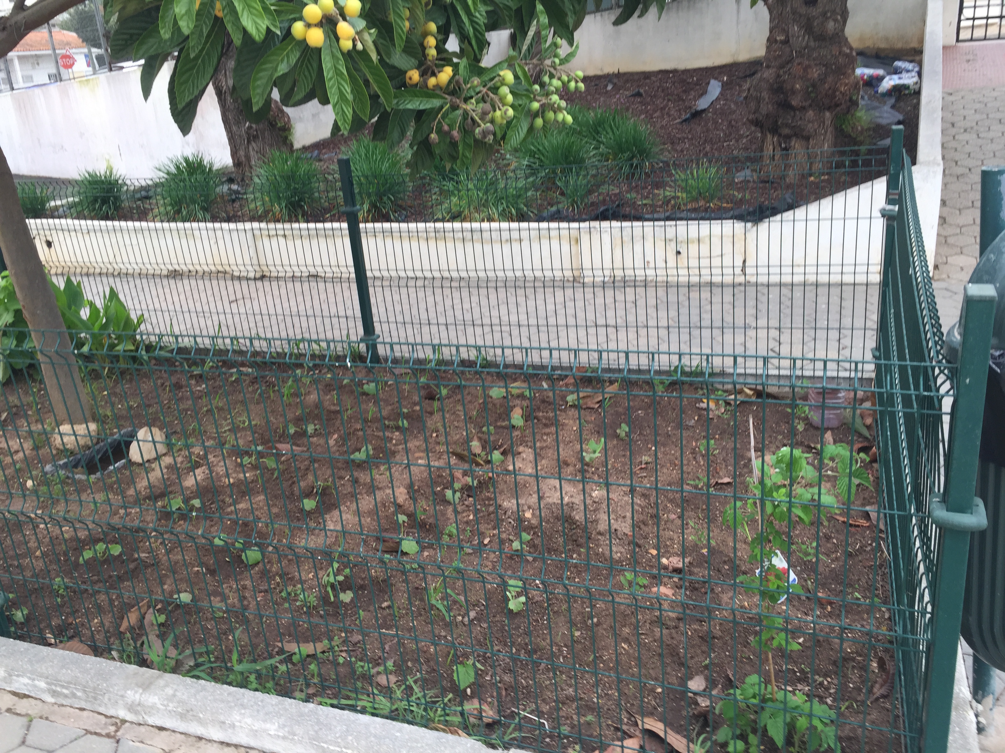 Horta horizontal com cultura de legumes e frutas, nomeadamente: tomateiros, pepineiros, pimenteiros, curgete, meloeiros e melancia. No canto inferior direito, pode ver-se uma framboeseira que foi plantada no mesmo dia.