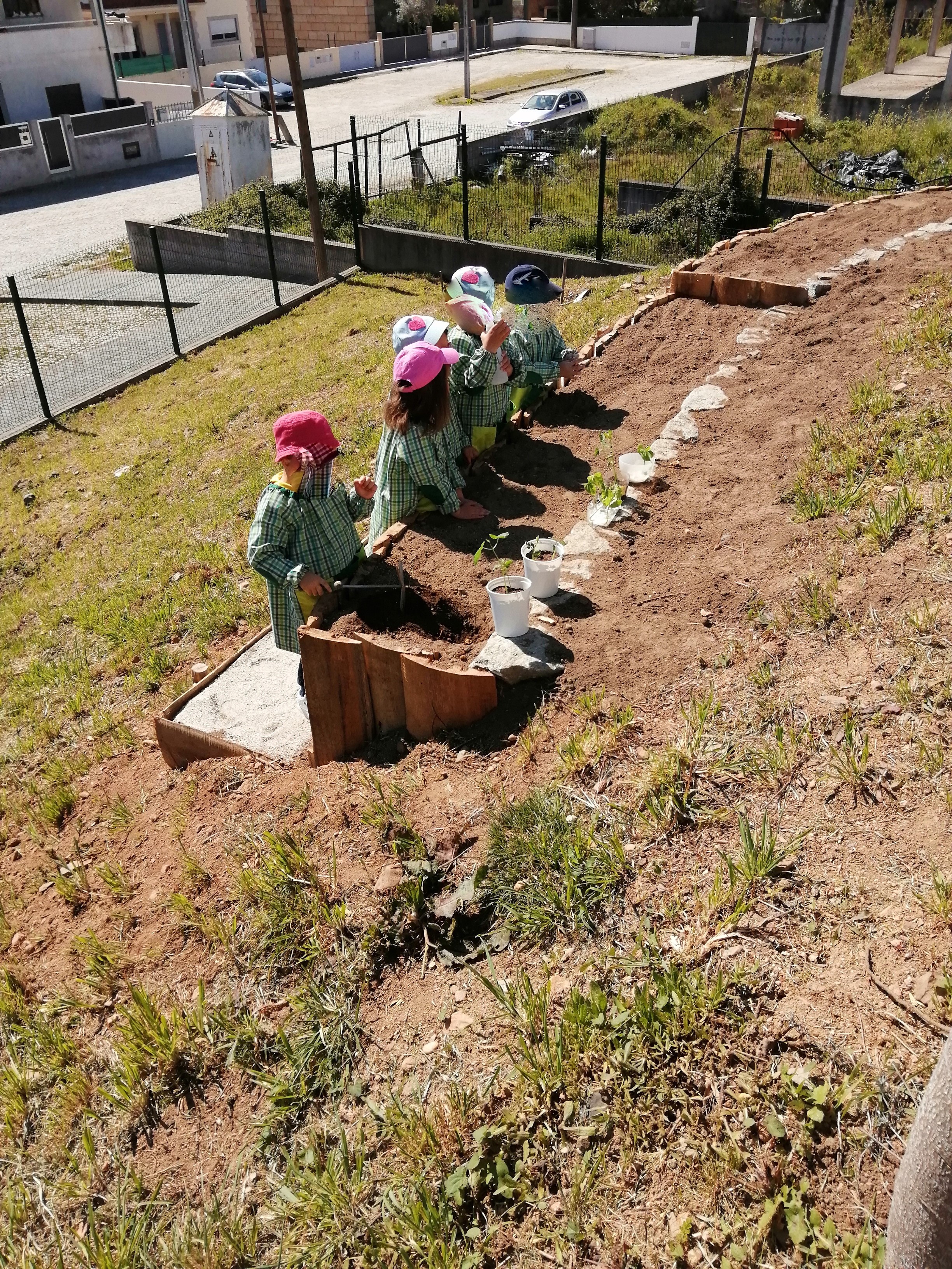 Primeira plantação na horta 
Os feijões germinados em E@D, em casa das crianças, foram as primeiras plantações realizadas na horta.