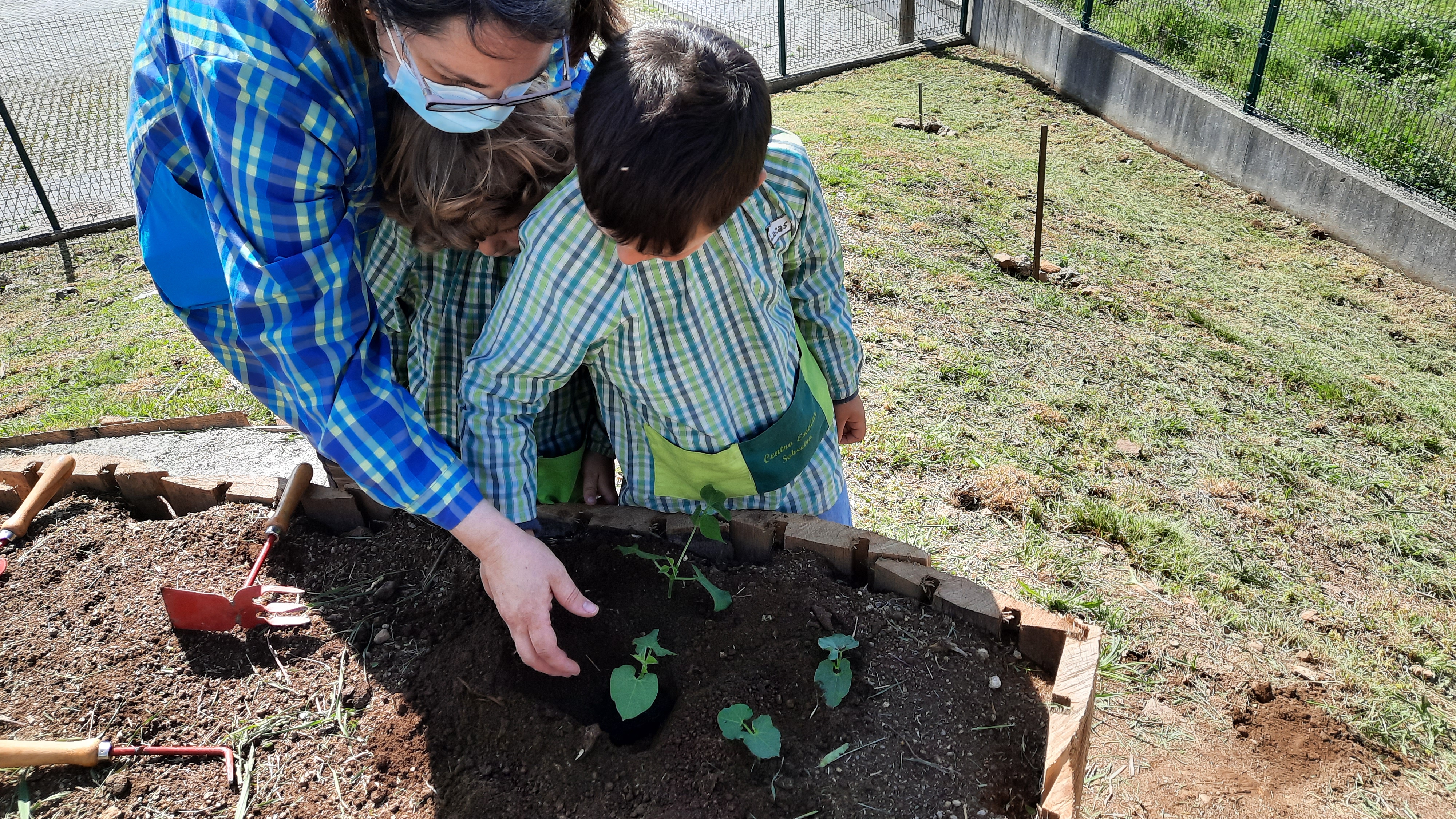 Primeiras plantações
Plantação de feijão, germinado na sala.