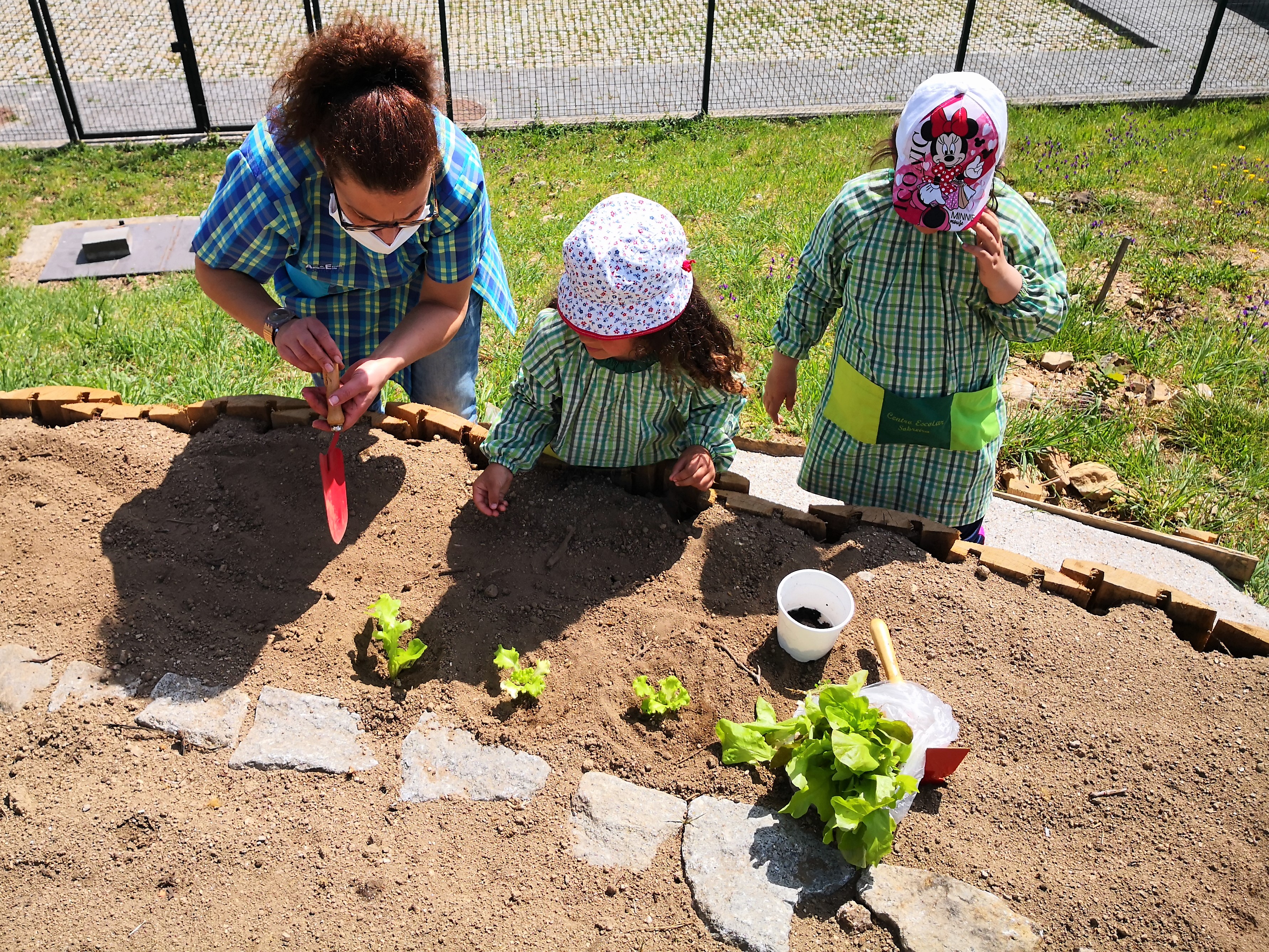 Primeiras plantações
Plantação de alfaces, germinadas na sala.