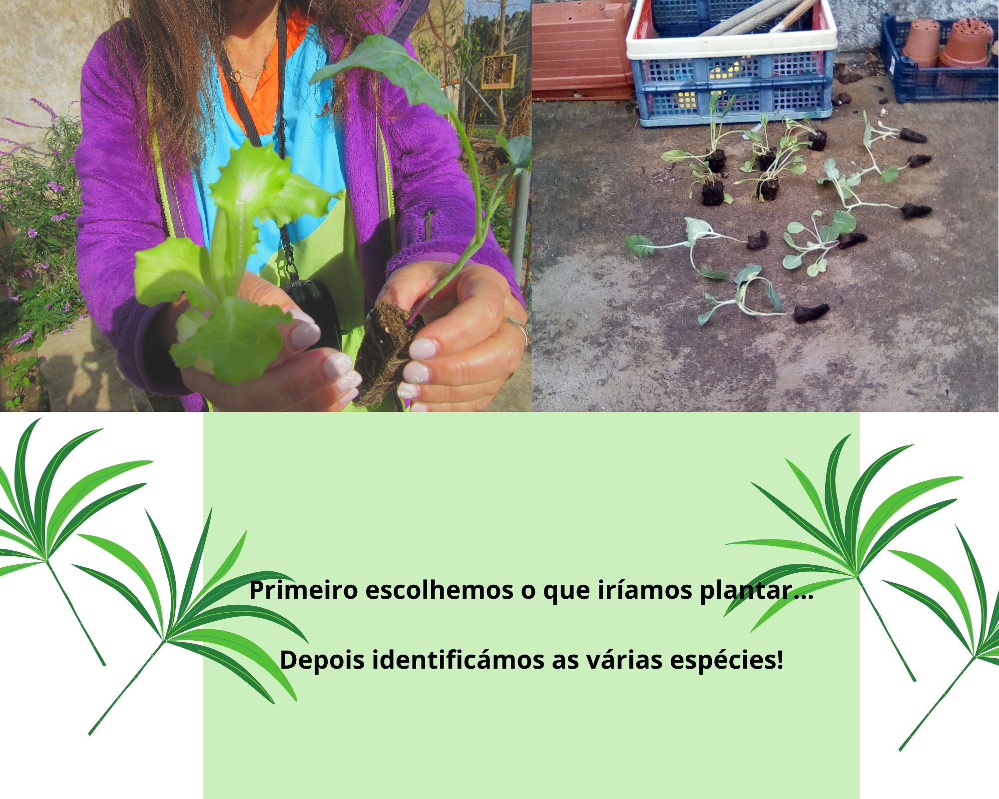 VAMOS PARA A HORTA

Primeiro escolhemos o que iríamos plantar e depois identificámos as várias espécies!
